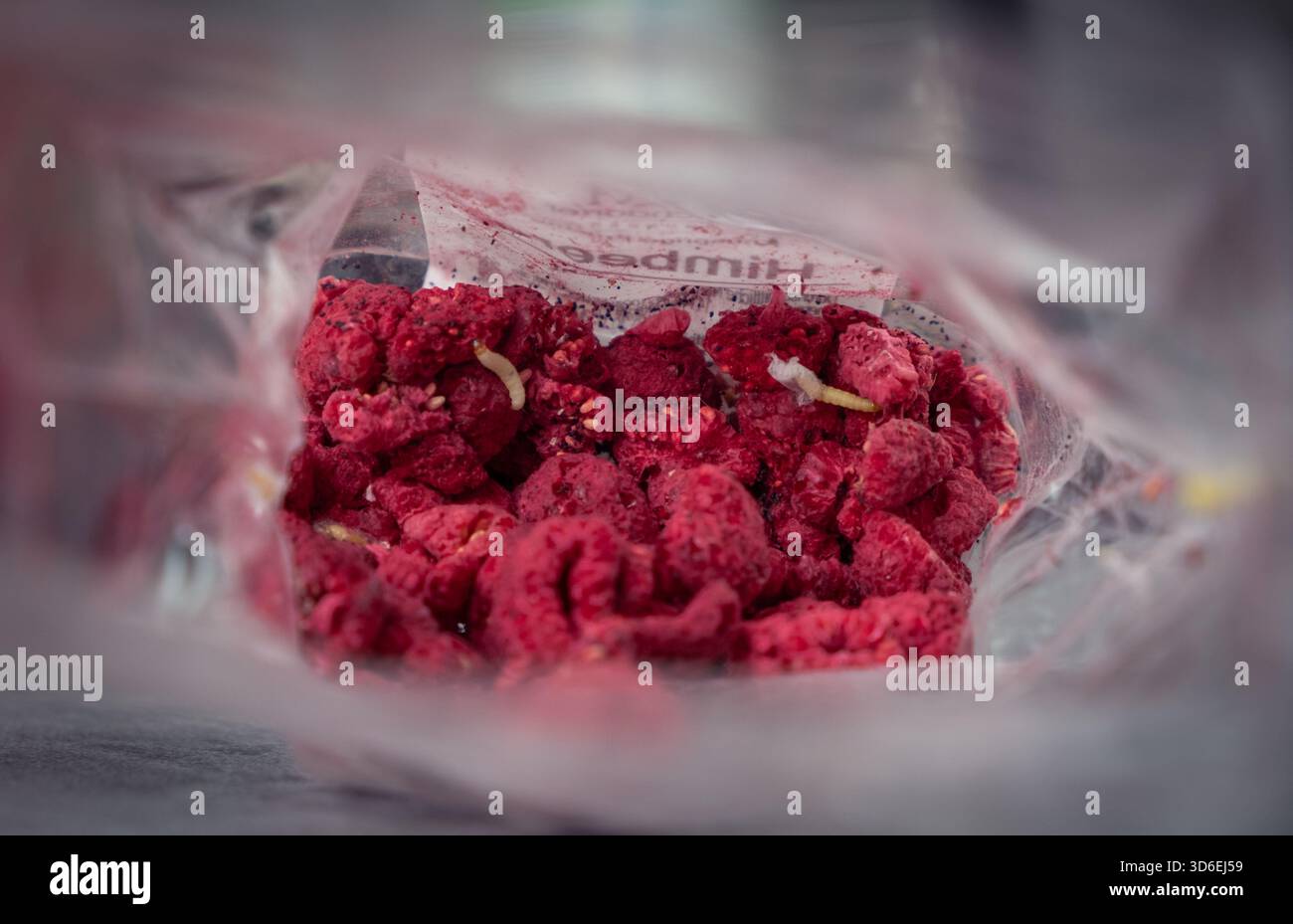 Interno di una confezione di frutta secca che mostra le larve di falena e la contaminazione visibili degli alimenti, illustrando l'infestazione da parassiti da conservazione, i problemi di sicurezza alimentare e il ro Foto Stock