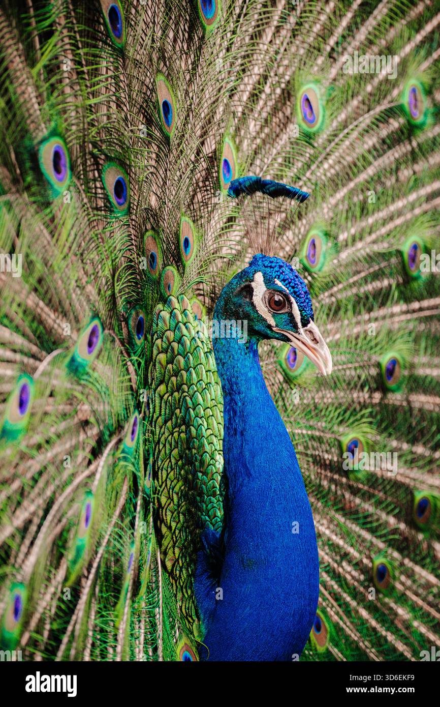Incredibile primo piano di un pavone maschile che mostra il suo piumaggio blu e verde vibrante, mettendo in risalto i motivi iridescenti degli occhi sulle piume della coda in de Foto Stock