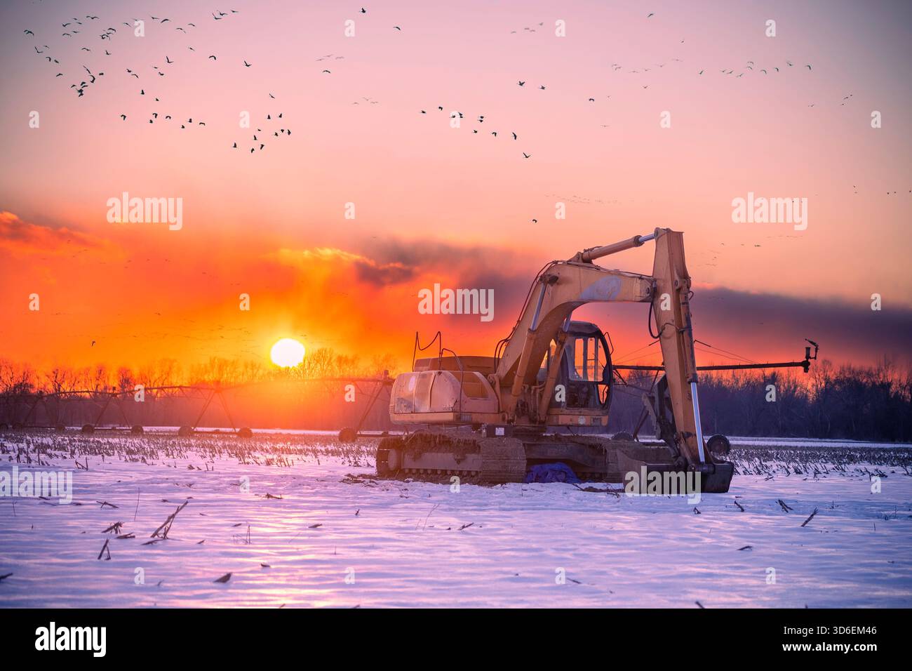Un grande stormo di gru di sabbia vola sopra un vibrante tramonto arancione e giallo. Un escavatore in un campo di mais innevato è in primo piano. Foto Stock