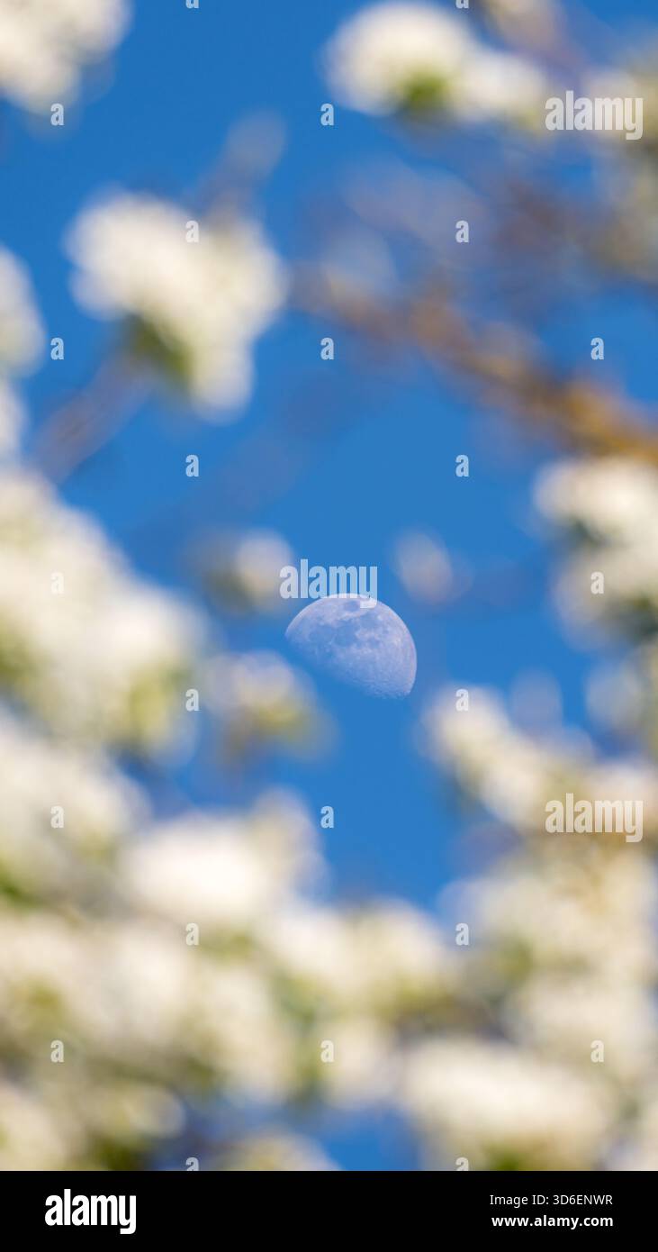 Una vista serena della luna alla luce del giorno incorniciata naturalmente da fiori e rami bianchi a messa a fuoco morbida, adagiati su un cielo blu vibrante. Una miscela tranquilla di Foto Stock