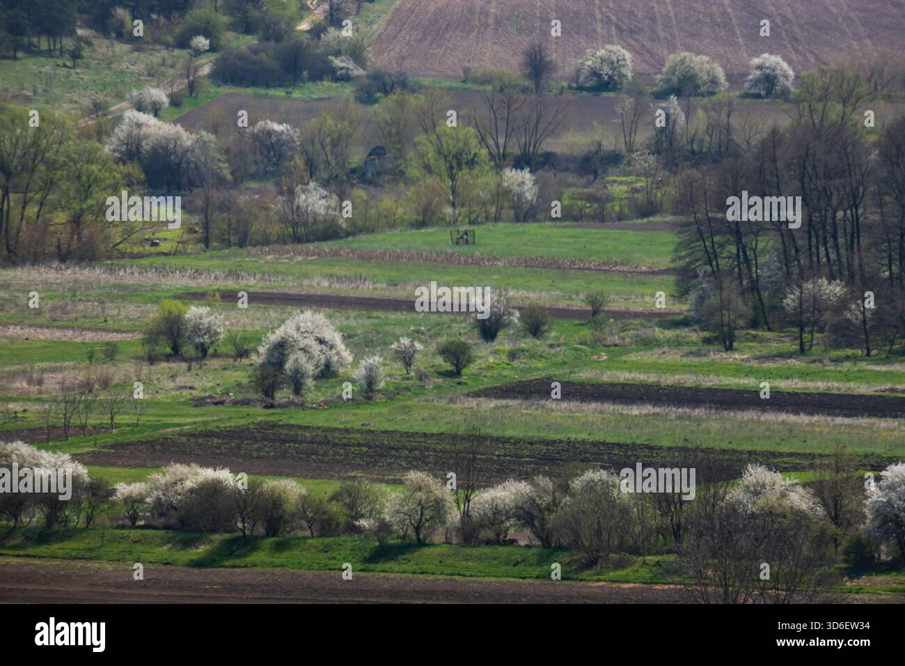 I campi dell'oblast' di Ternopil scoppiano di fiori primaverili mentre gli alberi fioriscono vibrantemente accanto ai verdi pascoli, una pittoresca rappresentazione della vita rurale Foto Stock