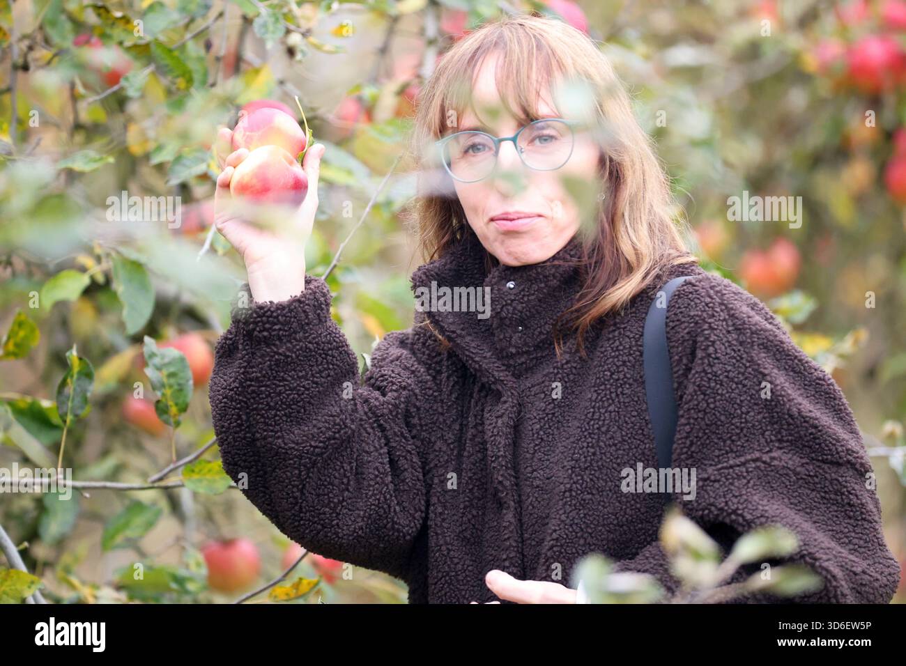 Donna che si diverte a raccogliere le mele fresche in un vivace frutteto autunnale Foto Stock