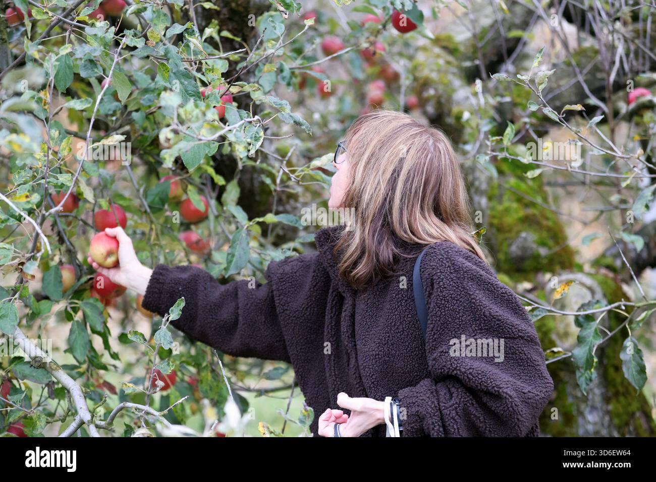 Donna che si diverte a raccogliere le mele fresche in un vivace frutteto autunnale Foto Stock