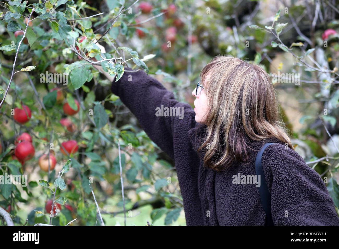 Donna che si diverte a raccogliere le mele fresche in un vivace frutteto autunnale Foto Stock