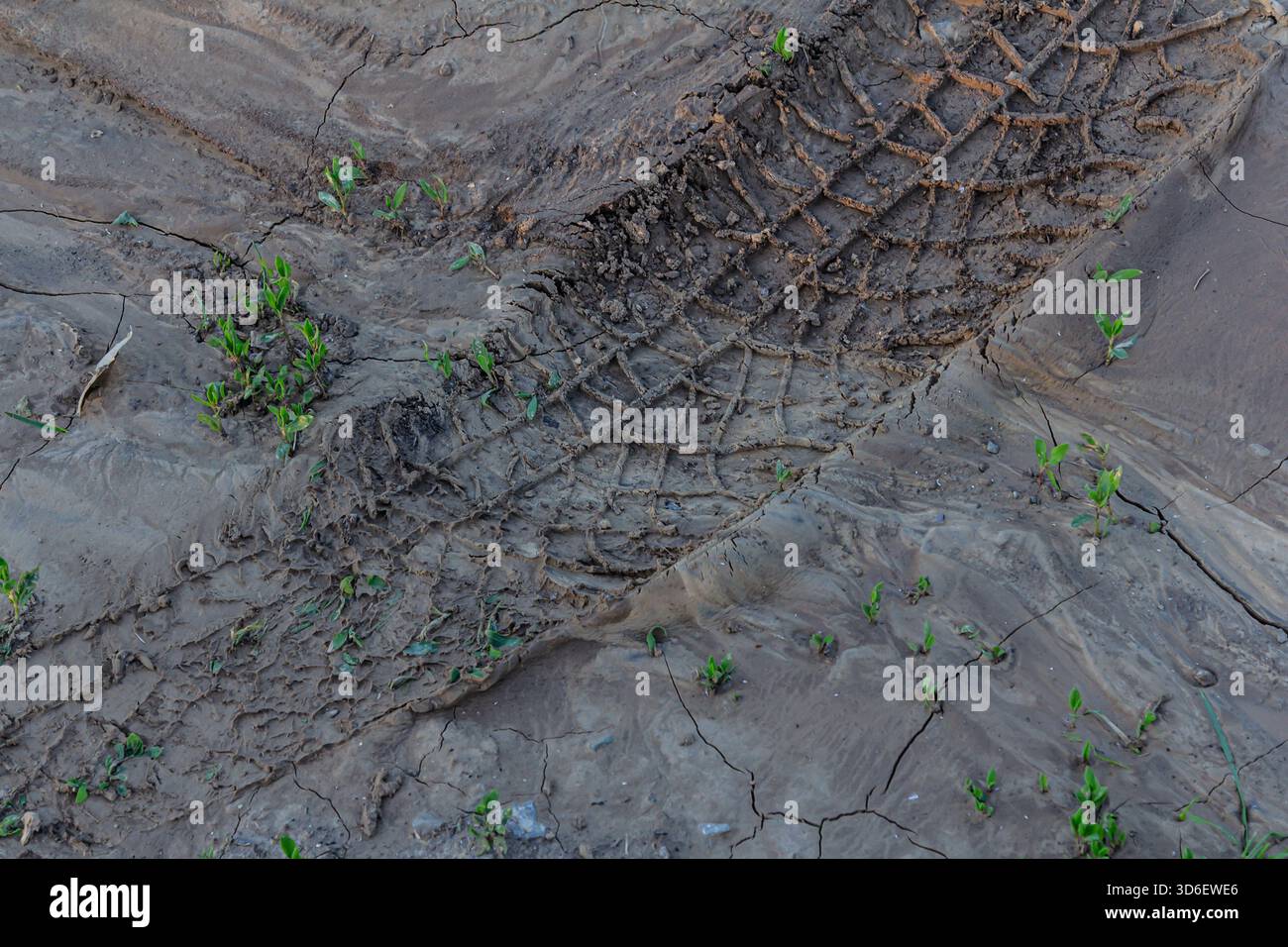 Le tracce degli pneumatici sono visibili su un terreno parcheggiato, indicando l'attività del veicolo mentre piccole piante verdi germogliano in mezzo al terreno asciutto e fessurato sotto il sole Foto Stock