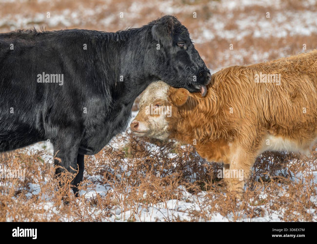 Mucca che conforta il suo vitello nella neve su Dartmoor Devon Foto Stock
