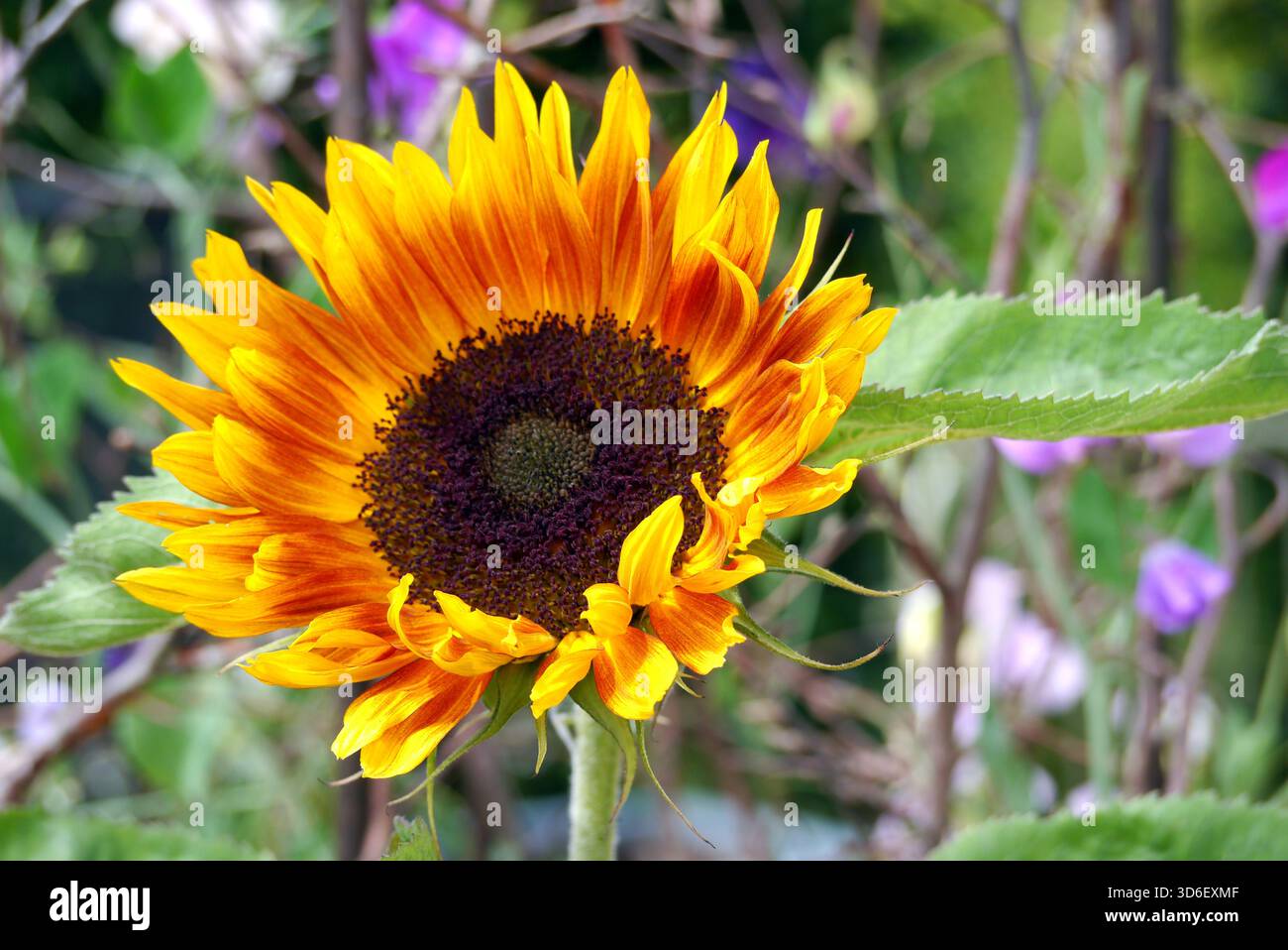 Giallo/arancio Bicolored Helianthus "Harlequin Mix" (Girasole) in mostra ai confini presso RHS Garden Harlow Carr, Harrogate, Yorkshire, Inghilterra, Regno Unito Foto Stock