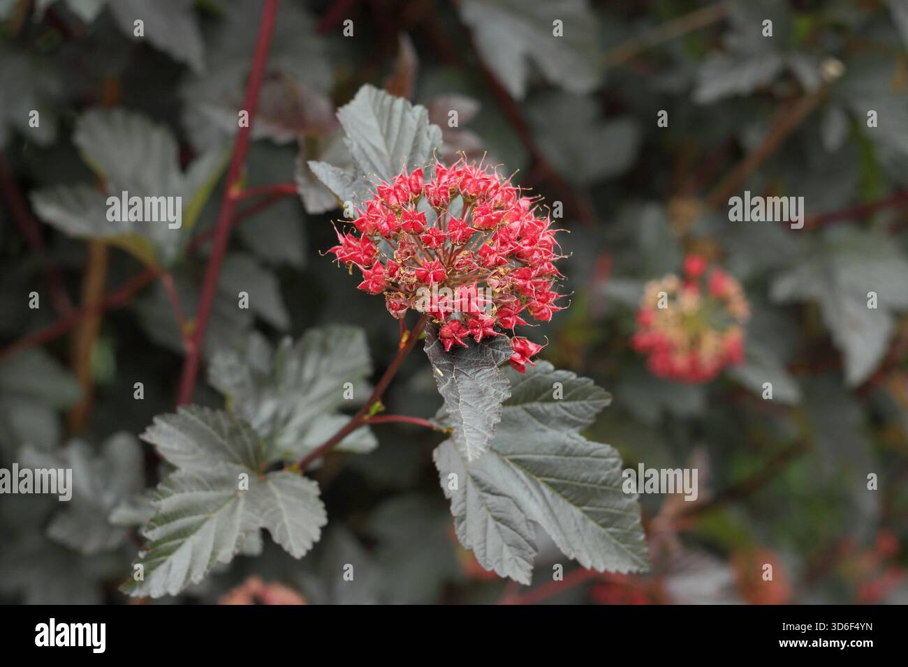 Physocarpus opulifolius "Diabolo" con caratteristiche teste di semina rosse. Chiamato anche Ninebark 'Diabolo' e Physocarpus opulifolius 'Monlo' Foto Stock