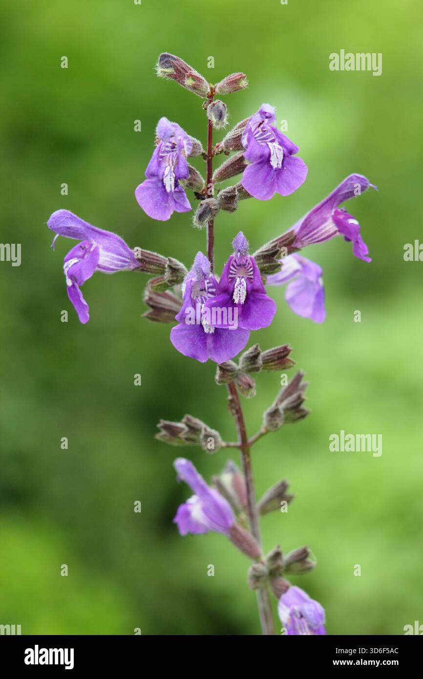 Salvia candelabro. Salvia Candelabra che mostra caratteristici fiori di balena blu viola. Foto Stock