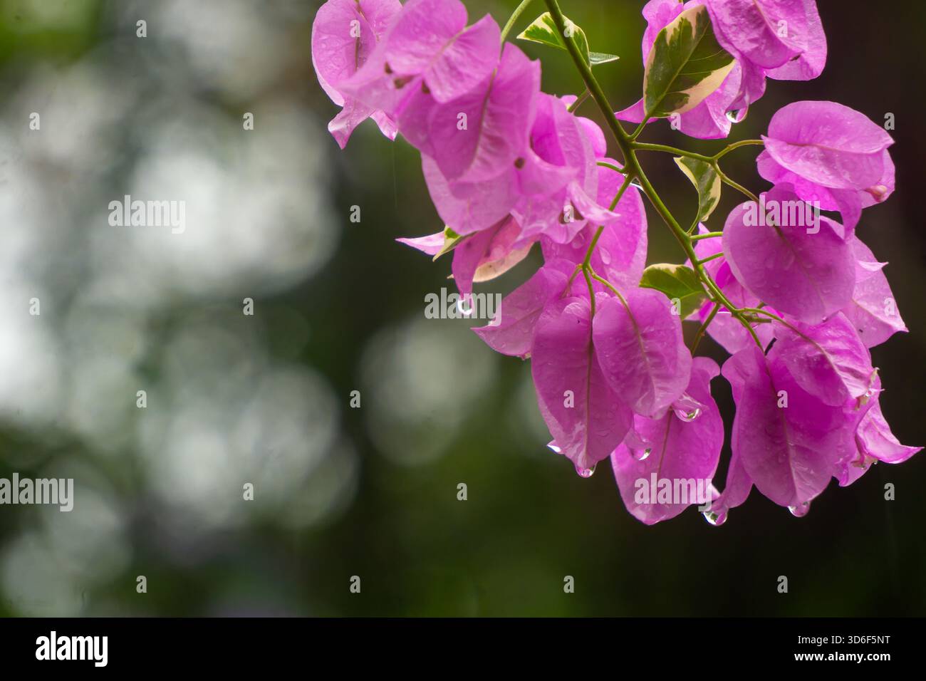 Fiori di bouganville rosa con gocce di pioggia fresche appese ai petali dopo la pioggia, catturate con luce naturale soffusa e sfondo sfocato Foto Stock