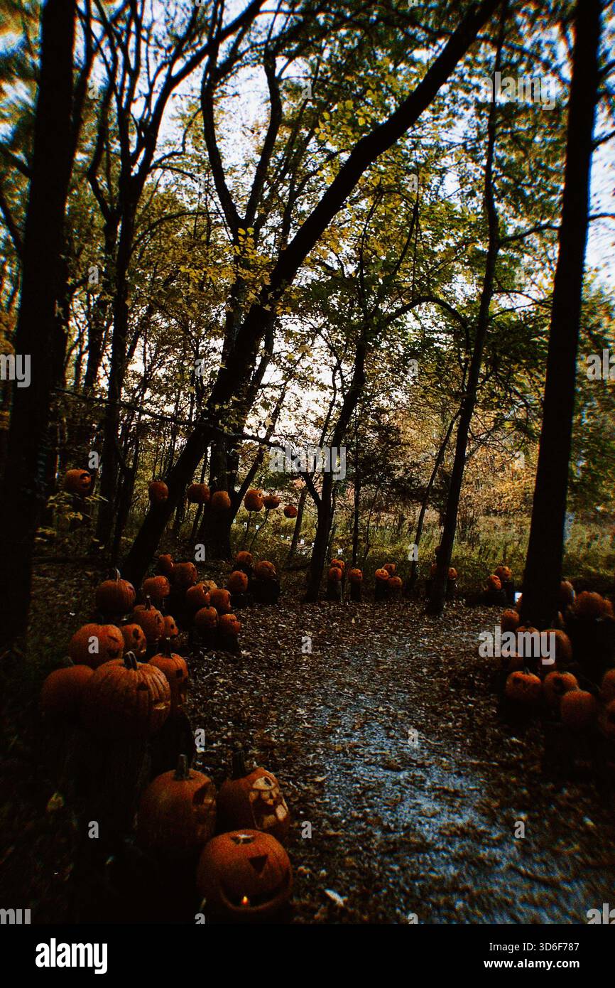 Sentiero illuminato dalla luna fiancheggiato da zucche tra gli alberi nella foresta dell'Illinois meridionale durante l'autunno. Foto Stock
