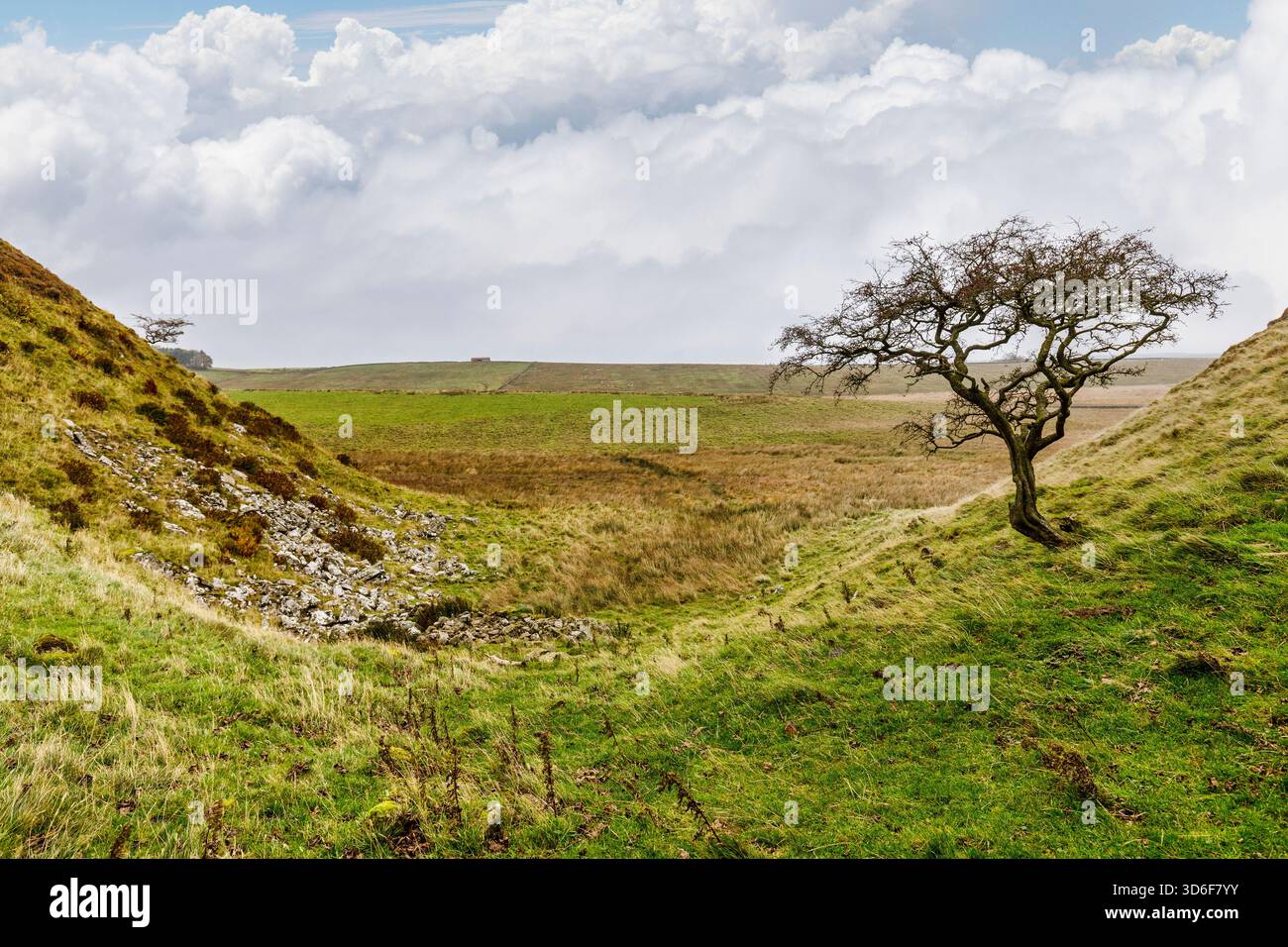Albero vicino a Sycamore Gap e Milecastle 39, Vallo di Adriano, Inghilterra, Regno Unito Foto Stock