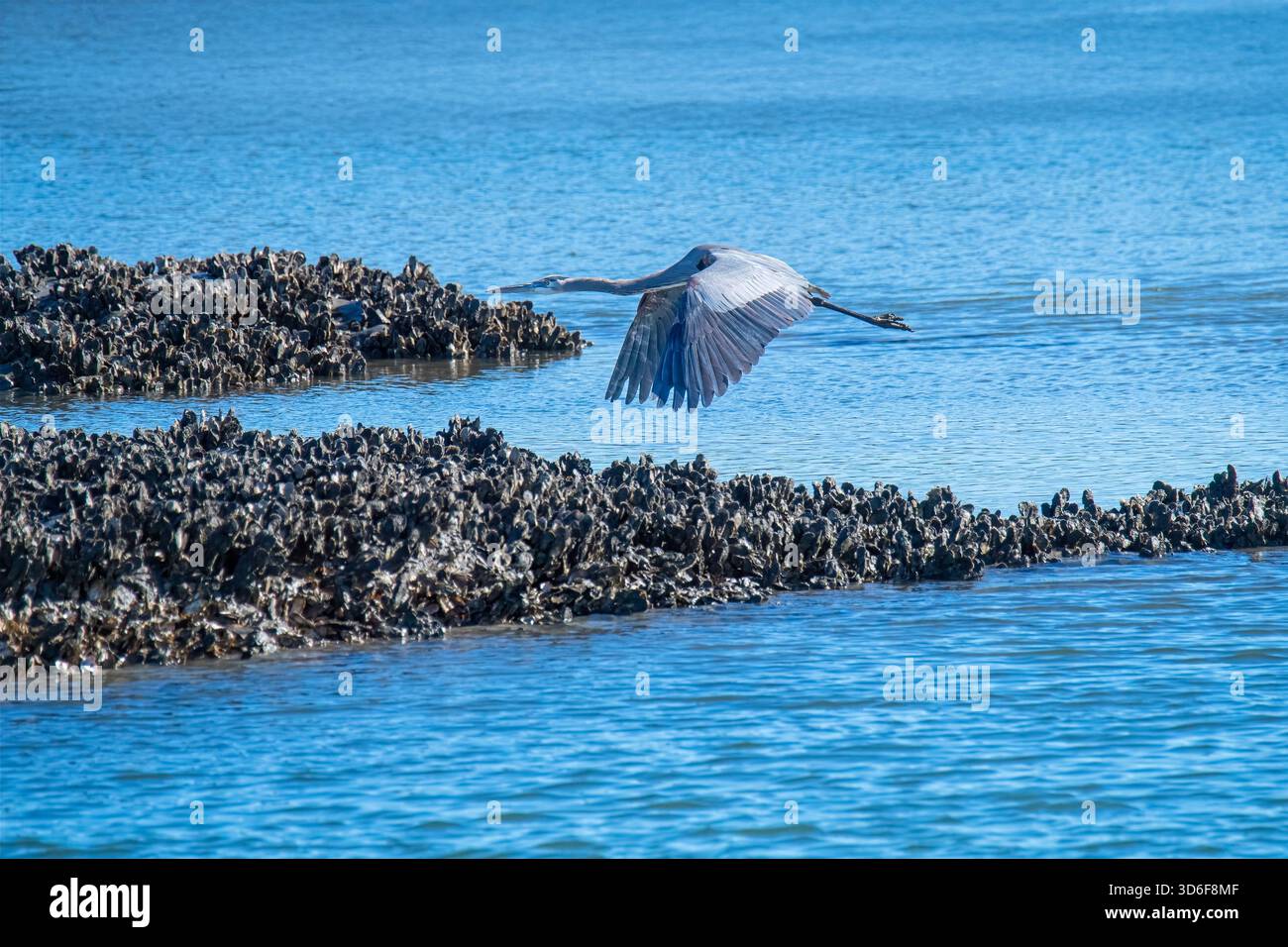 Il Great Blue Heron vola su un letto di palude salate e ostriche Foto Stock