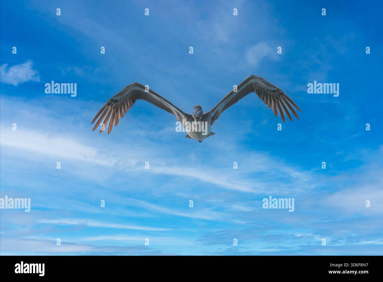 Pelican in volo con un Bright Blue Sky Foto Stock