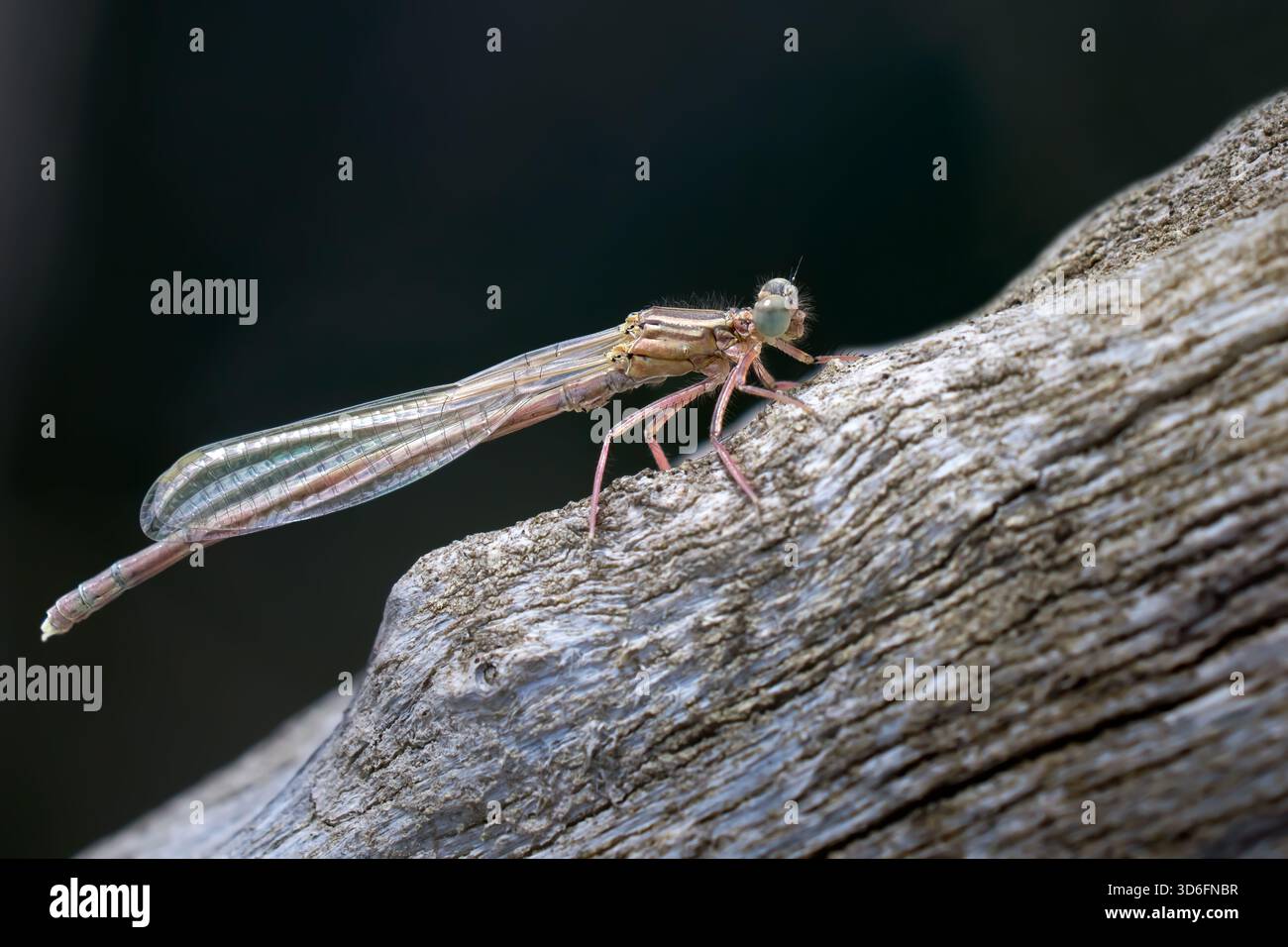 Blue Featherleg (Platycnemis pennipes) maschio molto giovane su un tronco di albero intemprato Foto Stock