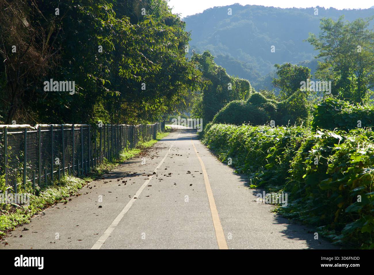 Un tratto ombreggiato del sentiero ciclabile di Bukhangang segue una recinzione a catena, mentre le castagne e le foglie si diffondono attraverso l'asfalto, con fitte vigne che ricoprono Foto Stock