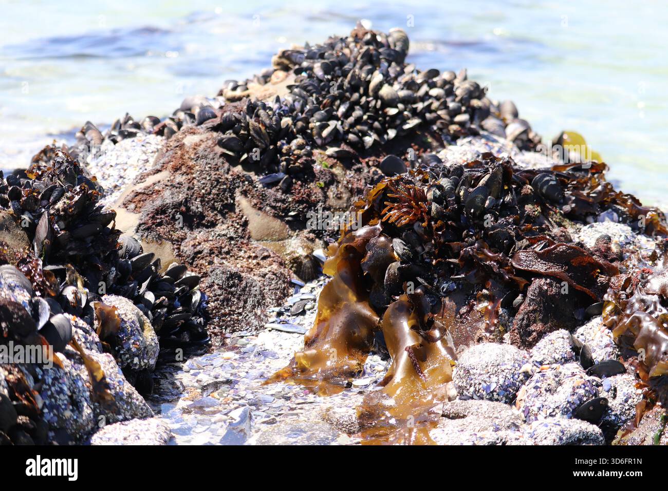La natura si rivela durante la bassa marea, una roccia ricoperta di cozze, alghe, barnacoli, conchiglie e anemoni, con le onde che rotolano sullo sfondo. Foto Stock