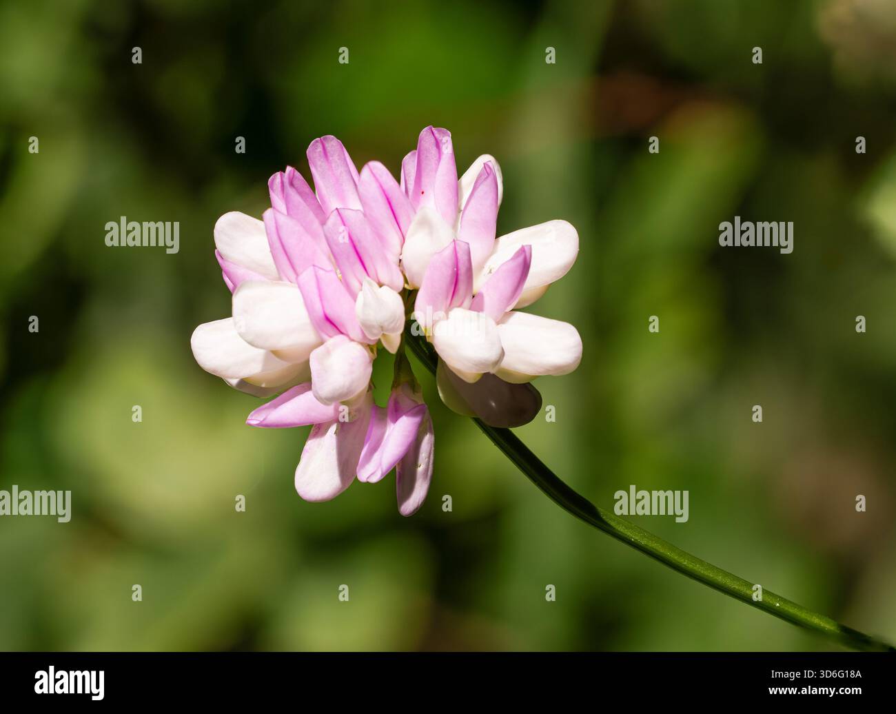 Securigera varia fiorì in primavera Foto Stock