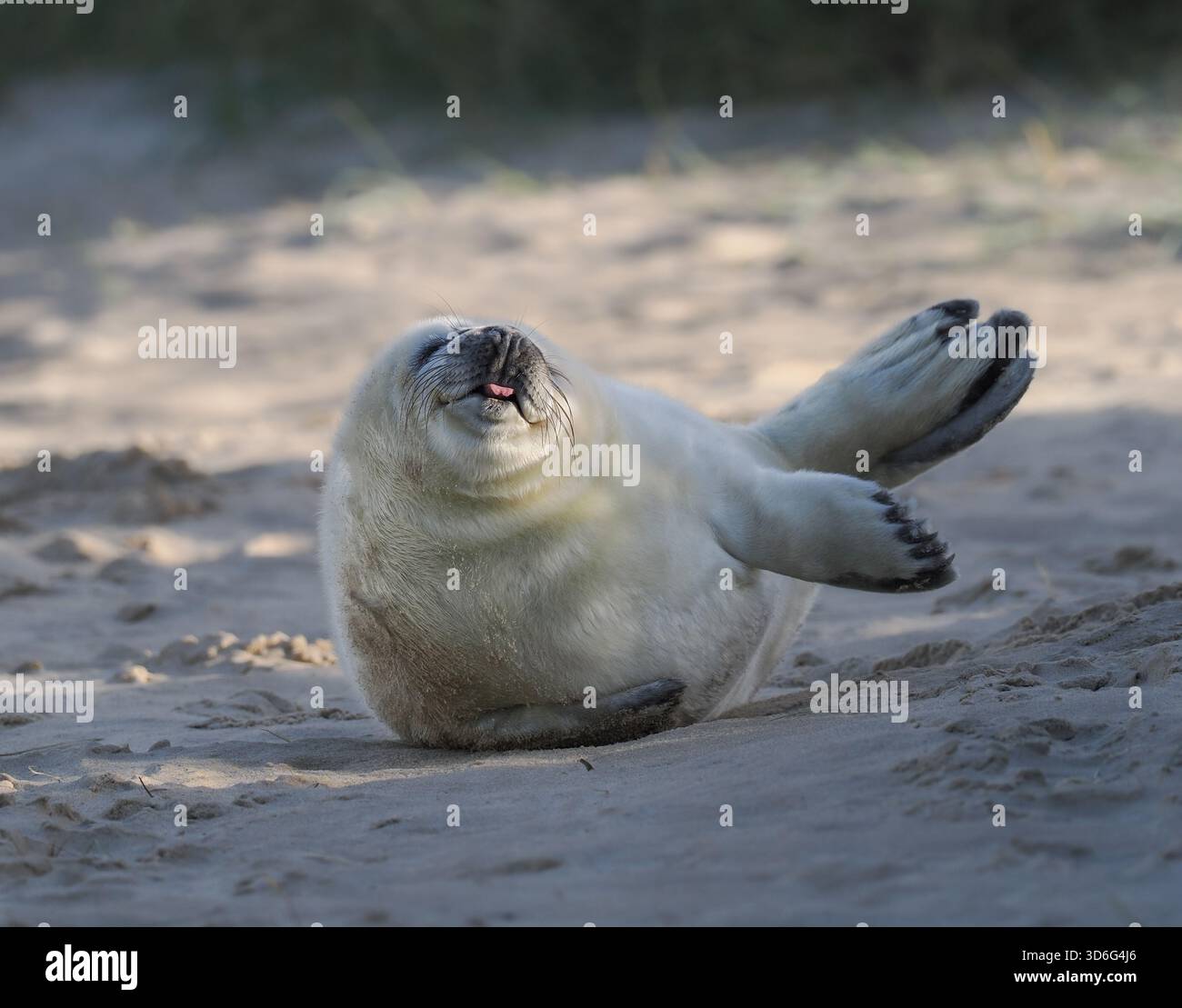 Grey Seal, Wiinterton, Norfolk, Regno Unito Foto Stock