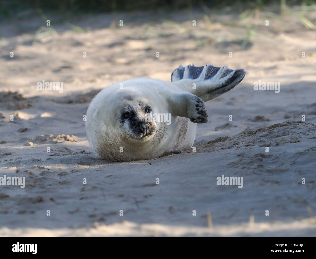 Grey Seal, Wiinterton, Norfolk, Regno Unito Foto Stock