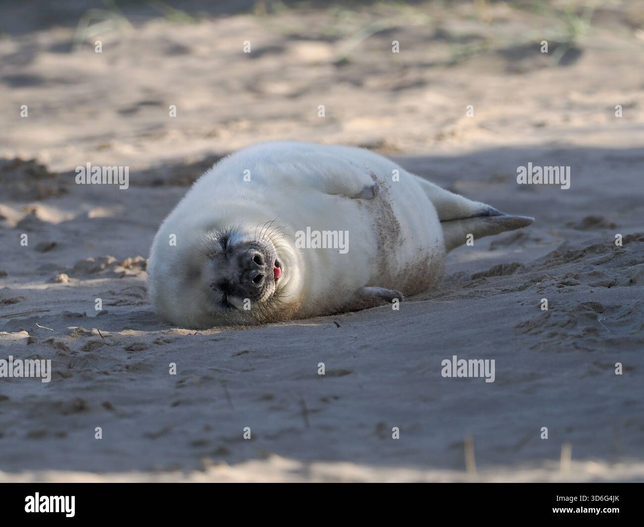 Grey Seal, Wiinterton, Norfolk, Regno Unito Foto Stock