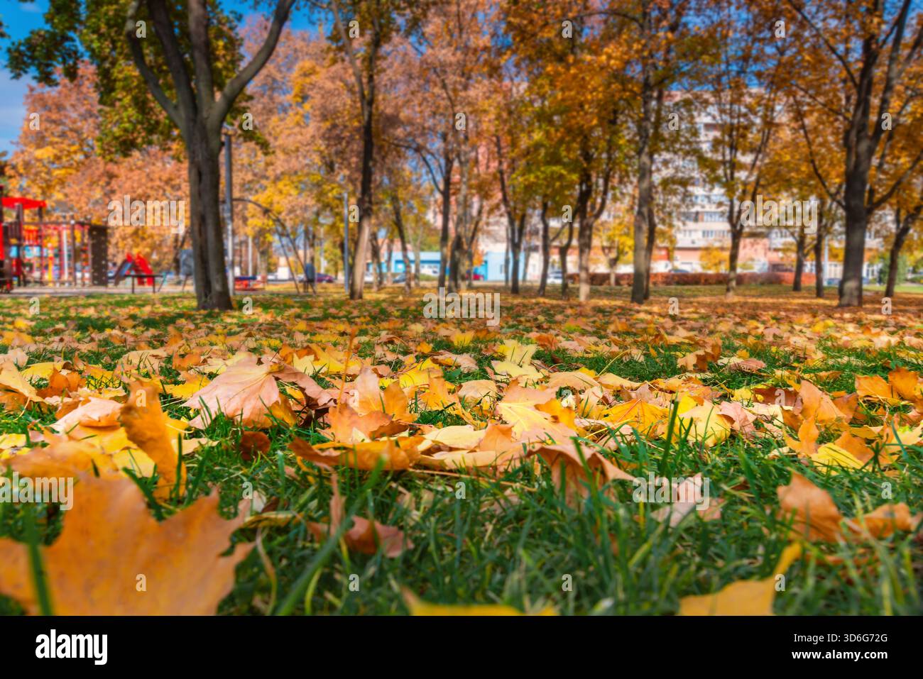 Foglie di giallo brillante e arancio ricoprono l'erba in un vivace parco cittadino in autunno, circondato da alberi vibranti e cieli limpidi. Foto Stock