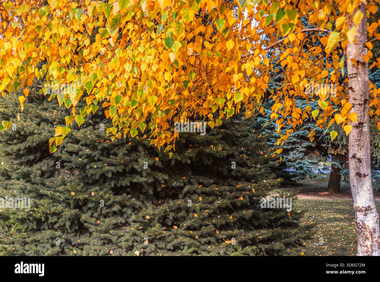 Le foglie gialle brillanti cadono dagli alberi vicini, creando una splendida scena autunnale con lussureggianti sempreverdi in un parco tranquillo. Foto Stock