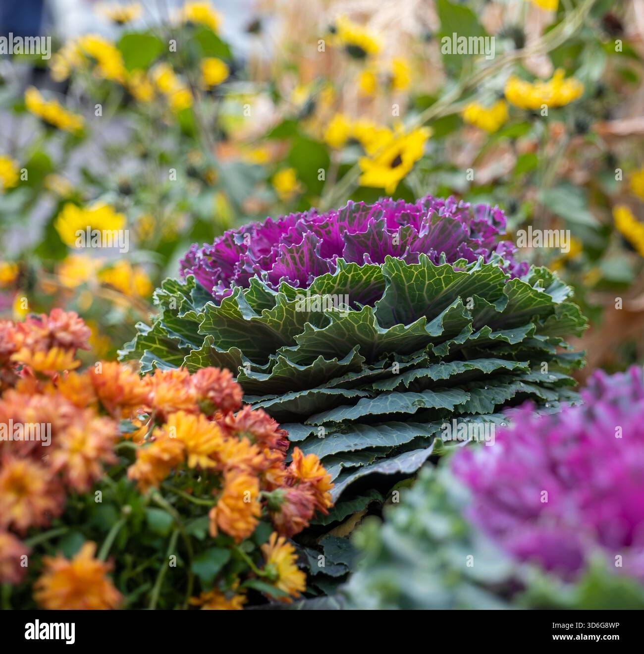 Fiore decorativo di cavolo ornamentale con foglie verdi e viola, circondato da altri fiori colorati. Foto Stock