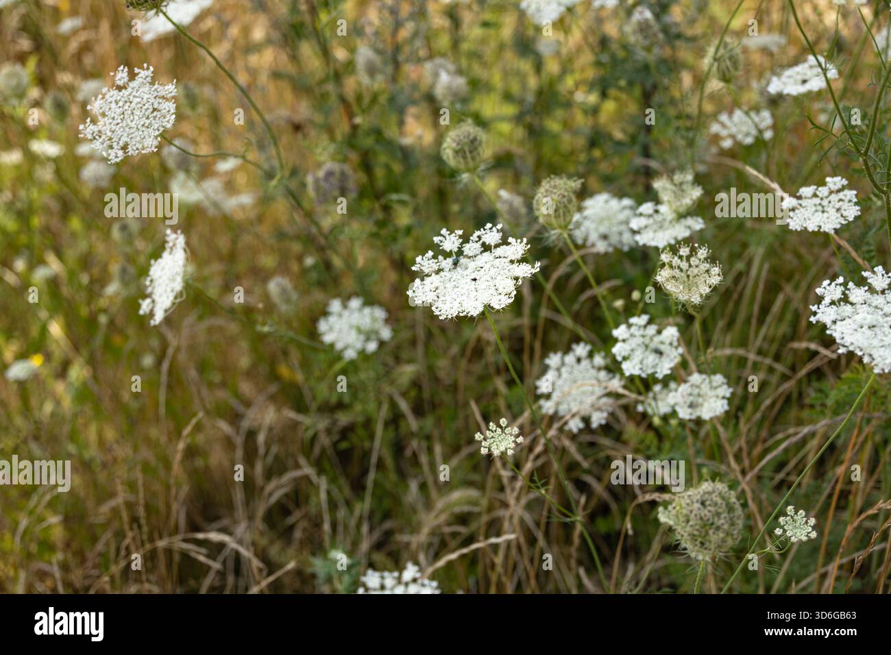 Fiori di carota selvatica che crescono in un prato, con delicate ombre bianche e erbe secche in un ambiente naturale estivo Foto Stock