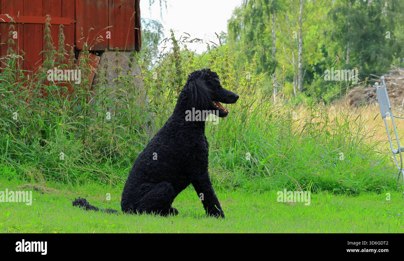 Cane seduto in giardino. Barboncino re nero. Giornata calda con acqua calda. Pelliccia scura corta. Foto Stock