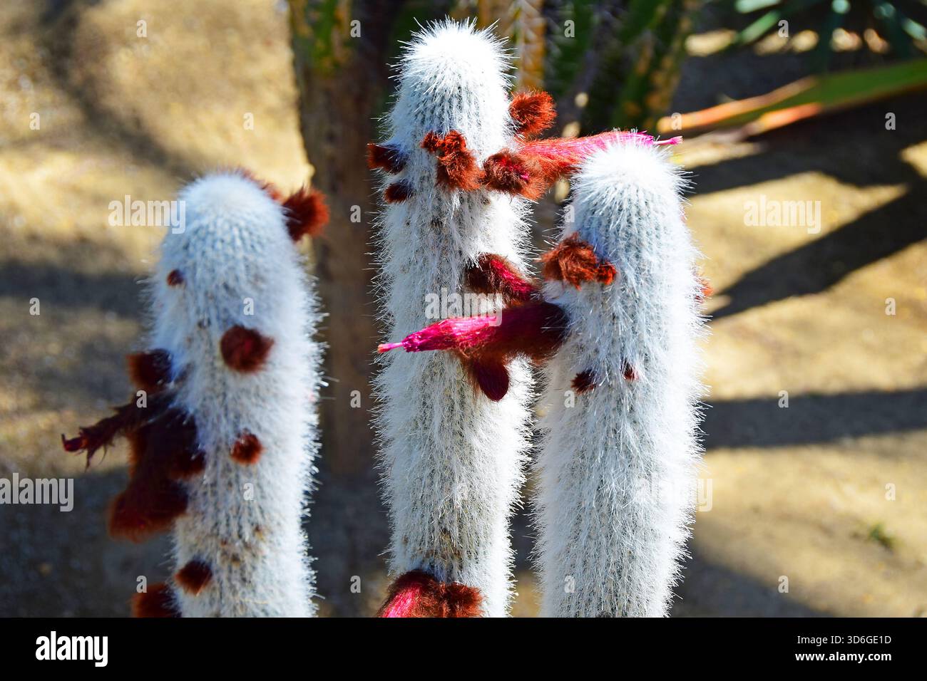 Silver Torch Cactus vicino a Palm Springs, California Foto Stock