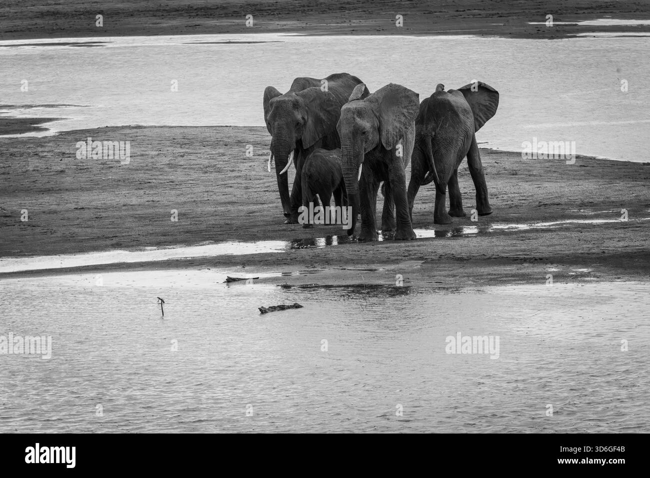 Selezione di habitat e regioni di elefanti in Africa, nelle foreste, sulle piste degli aeroporti, in una tempesta di polvere, sotto la pioggia, mattina e sera. Foto Stock