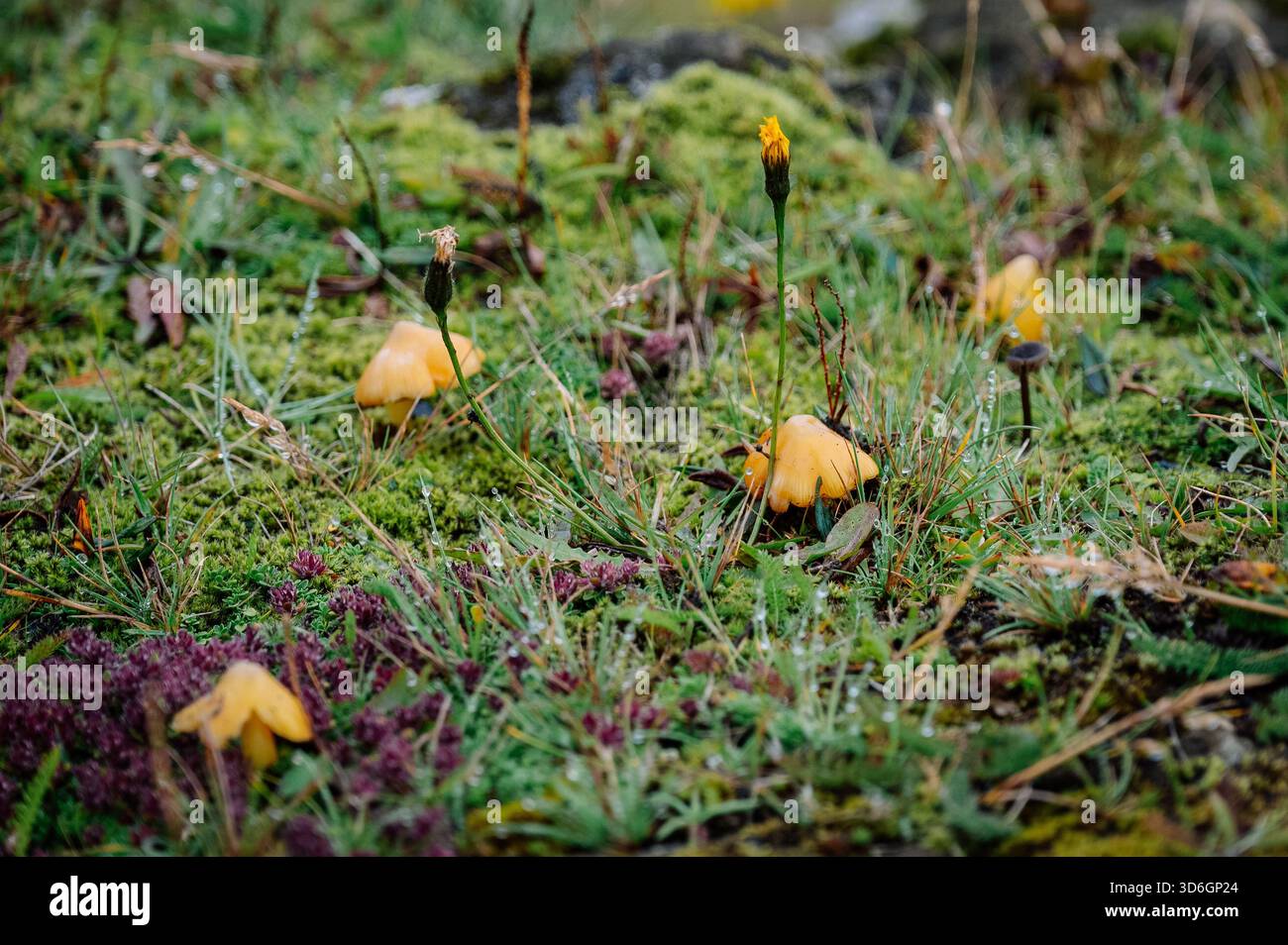 Funghi Golden Waxcap nella campagna islandese Foto Stock