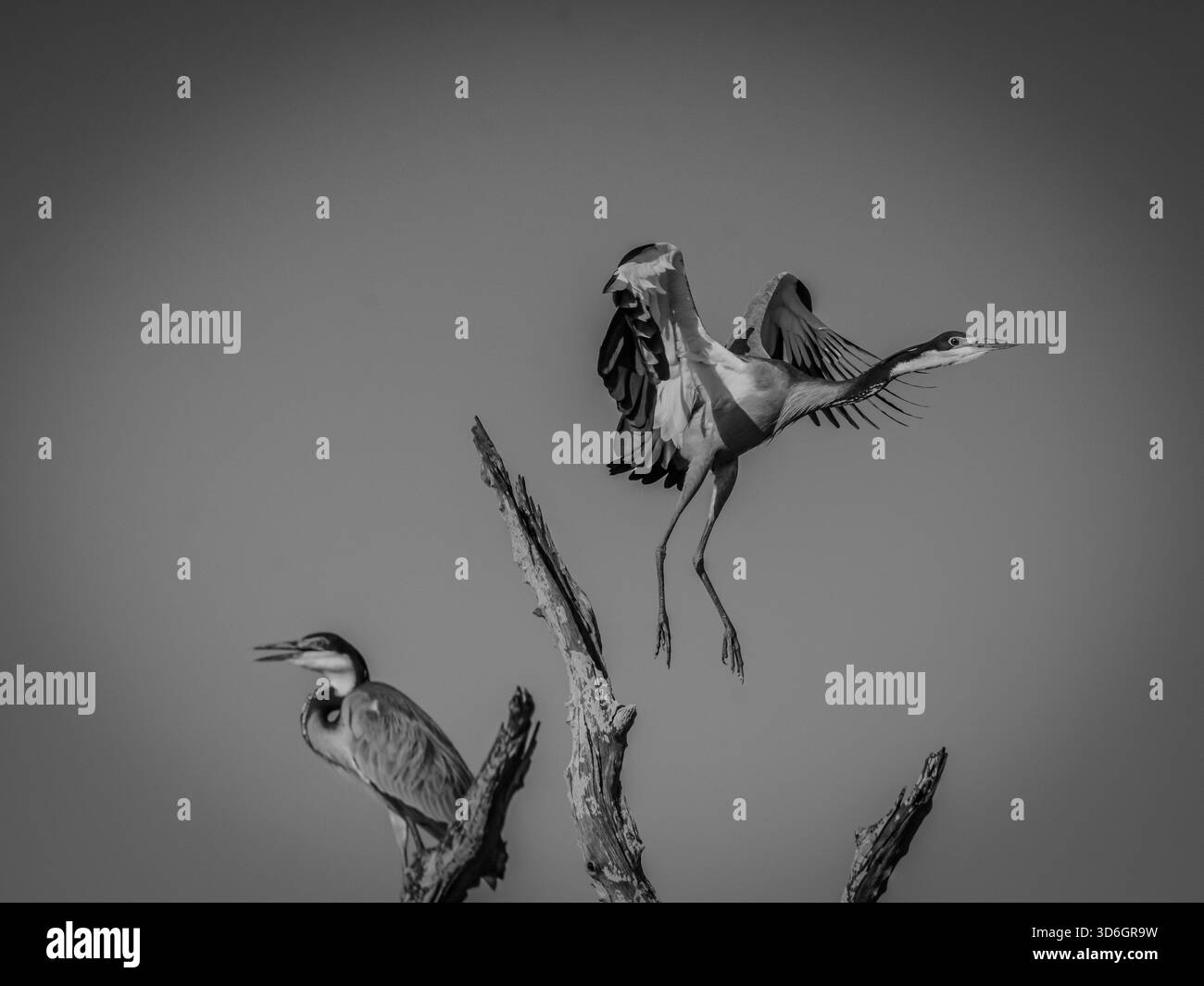 gli aironi azzurri di un assedio migratorio scesero su un'area con alberi e un piccolo lago. Foto Stock