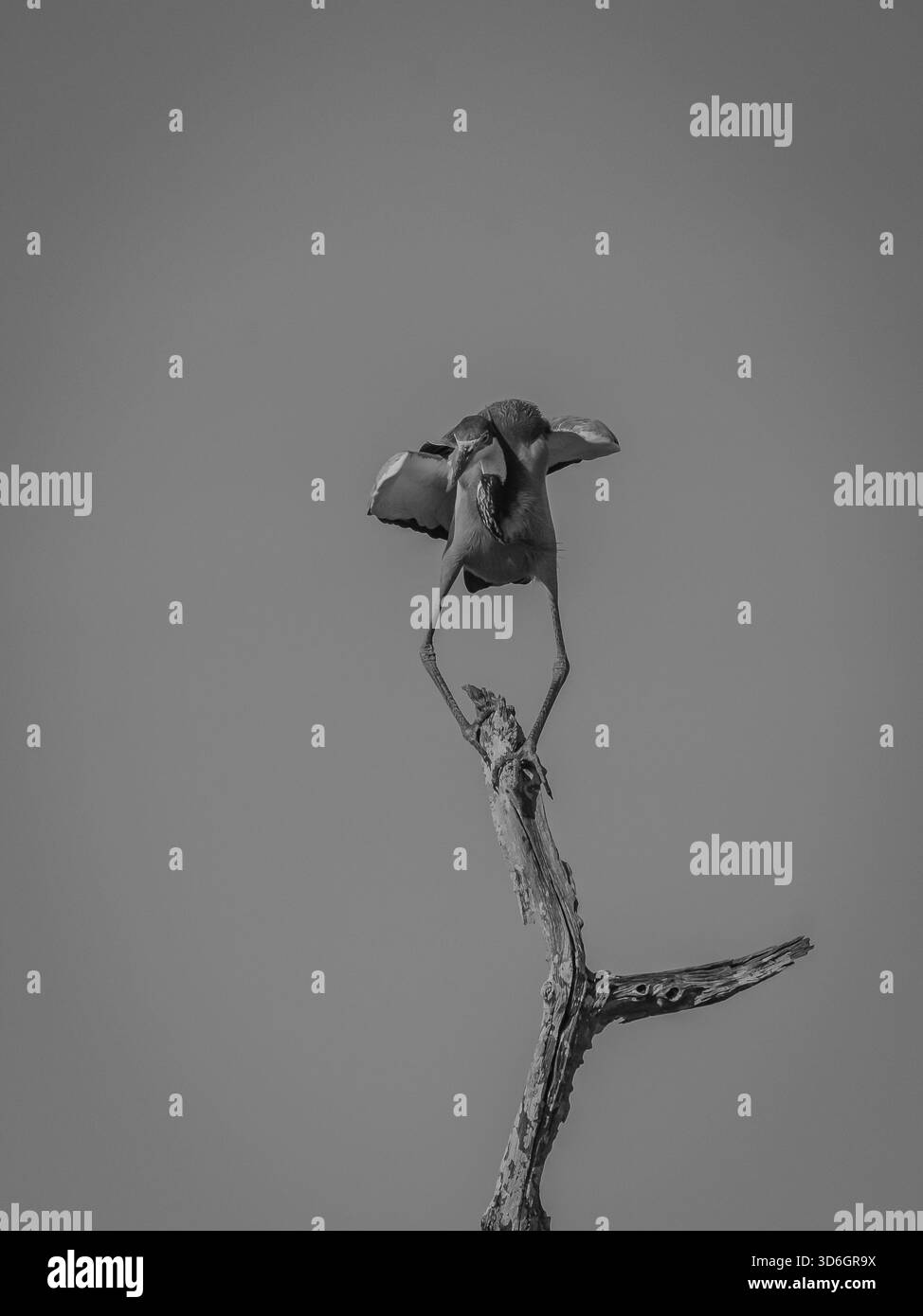 gli aironi azzurri di un assedio migratorio scesero su un'area con alberi e un piccolo lago. Foto Stock