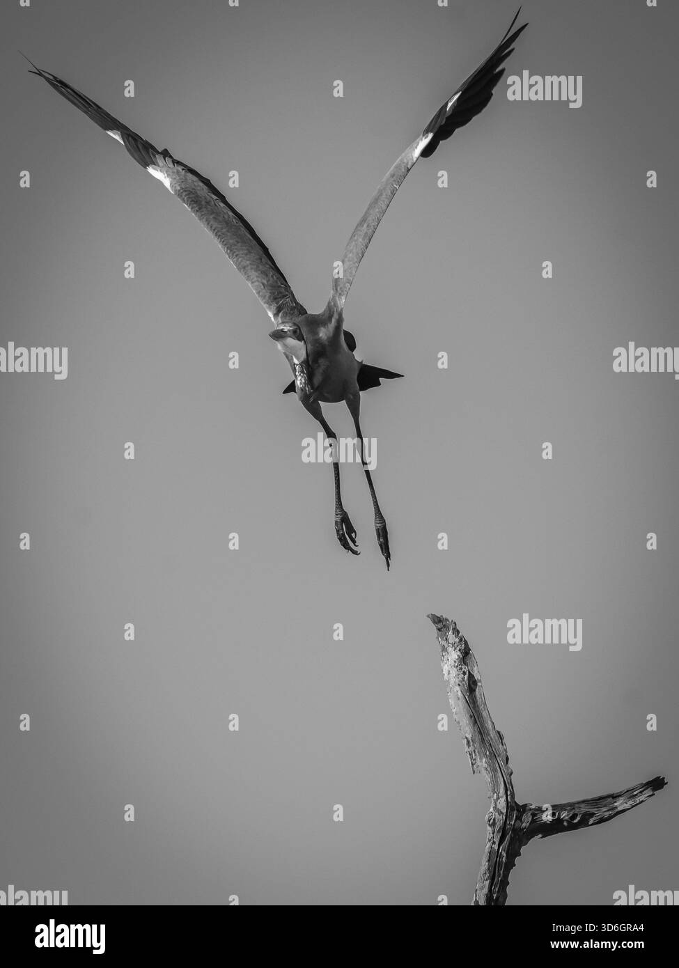 gli aironi azzurri di un assedio migratorio scesero su un'area con alberi e un piccolo lago. Foto Stock