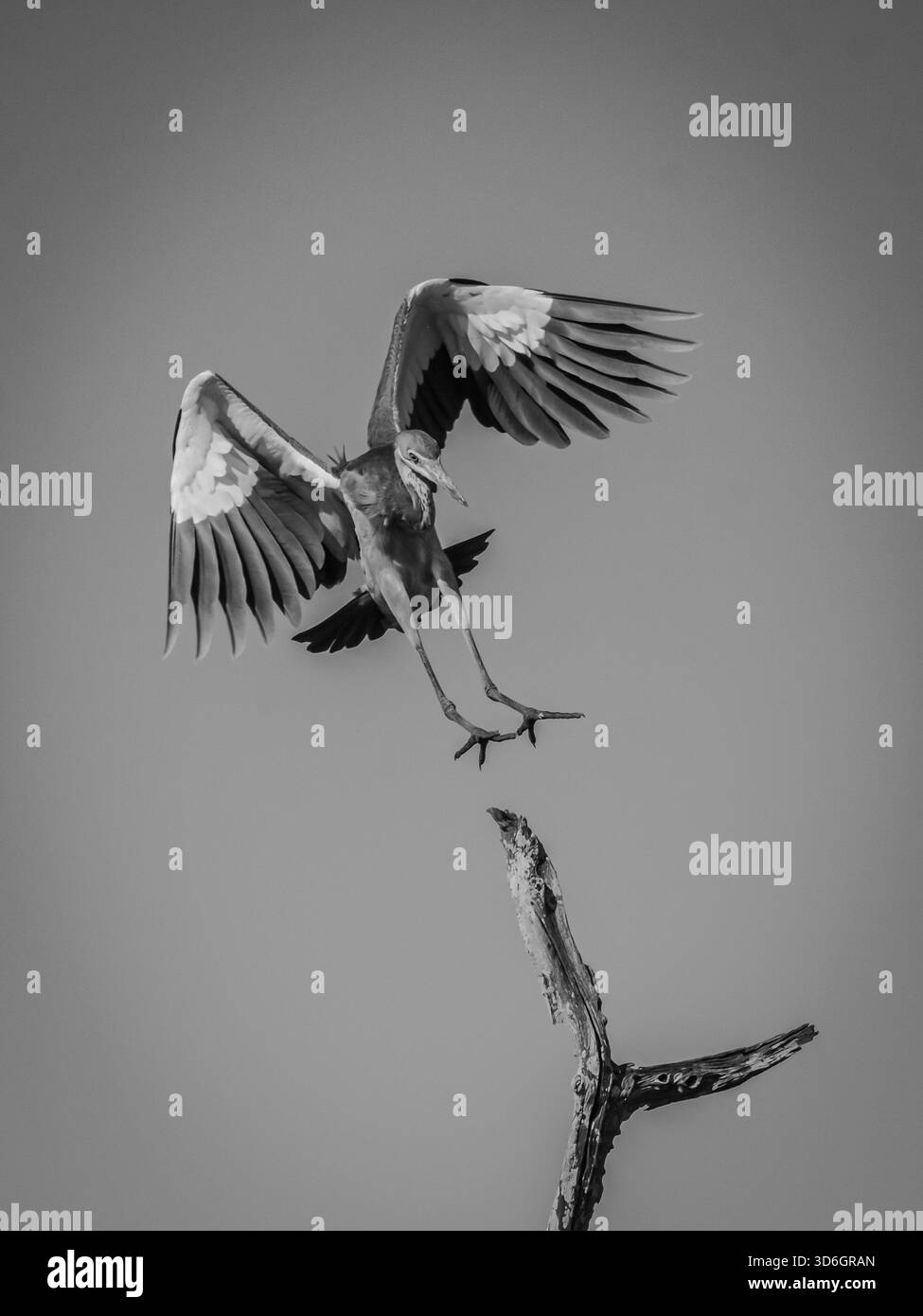 gli aironi azzurri di un assedio migratorio scesero su un'area con alberi e un piccolo lago. Foto Stock