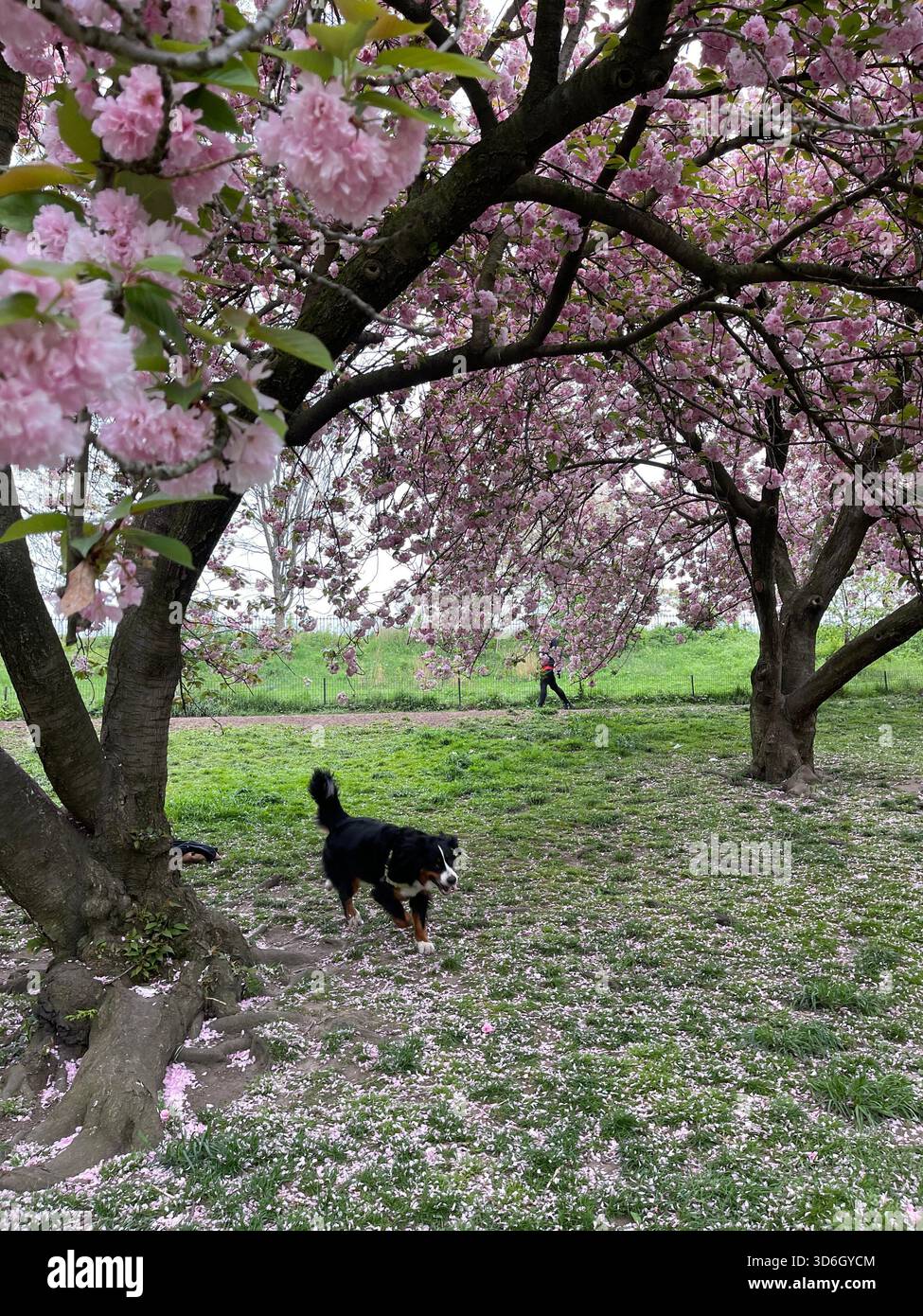 I morbidi petali rosa di ciliegio sfrecciano e si sistemano lungo i vialetti di Central Park. - Immagine stock catturata con smartphone