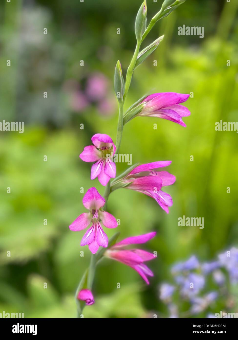 Le vivaci fioriture del Gladiolus illyricus portano vita e colore a Central Park in primavera. Foto Stock