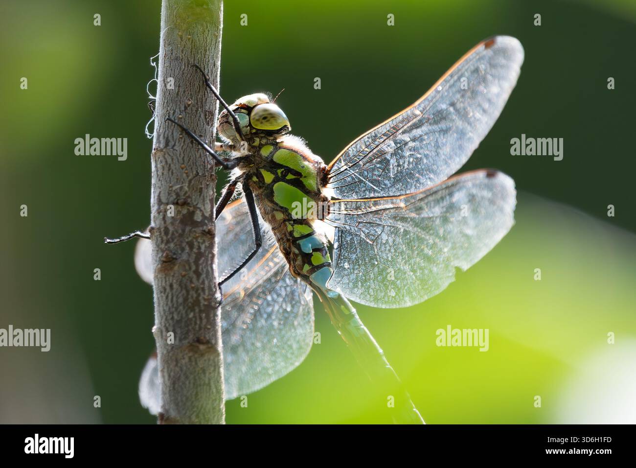 un grande dragonflie (aeshna o cuori del mosaico) siede su un ramo su uno sfondo verde Foto Stock