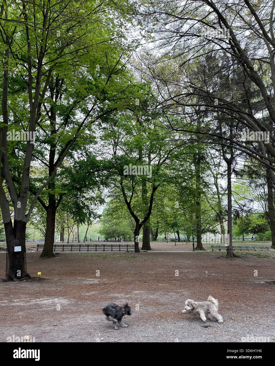 Cani giocosi che sfruttano al massimo una giornata di sole a Central Park. - Immagine stock catturata con smartphone