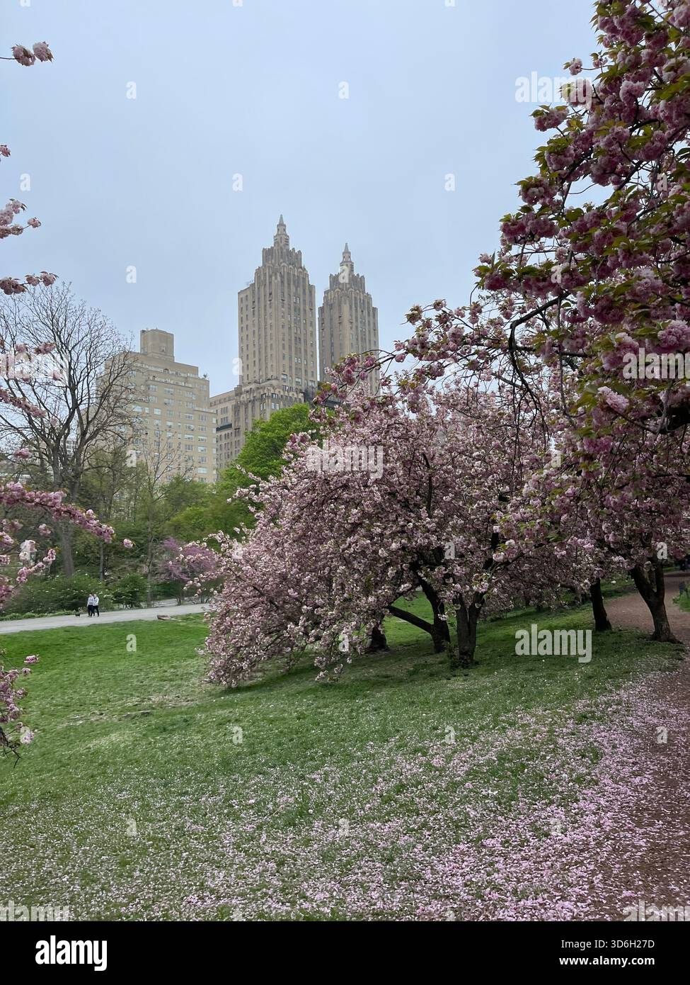 I ciliegi giapponesi fioriscono in pieno fiore a Central Park, con le Torri Gemelle che si innalzano dolcemente sullo sfondo. - Immagine stock catturata con smartphone