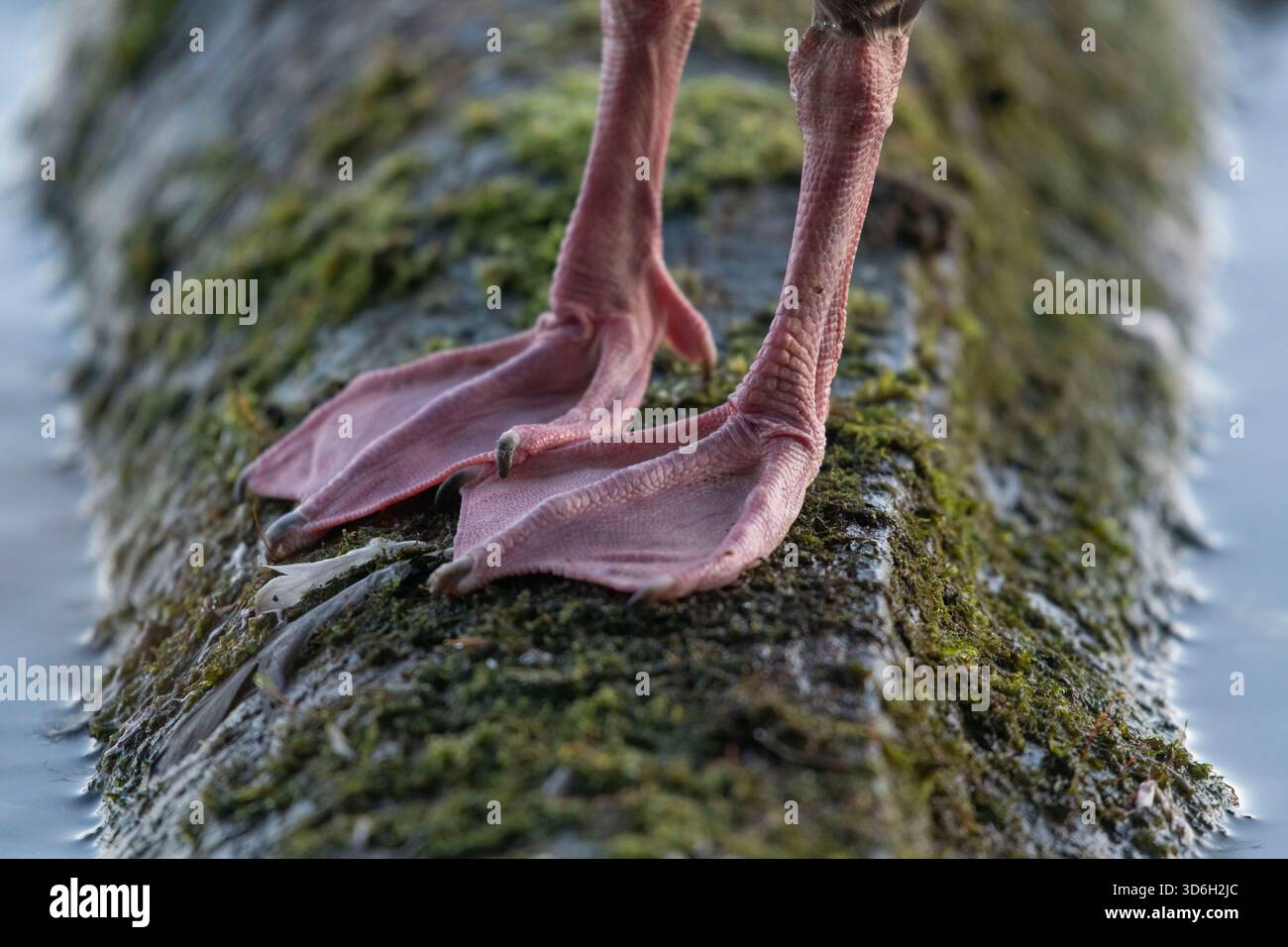 The Pink Legs and Webbed Feet of a Pink-Footed Goose (Anser brachyrhynchus) in piedi su un Mossy Log Foto Stock