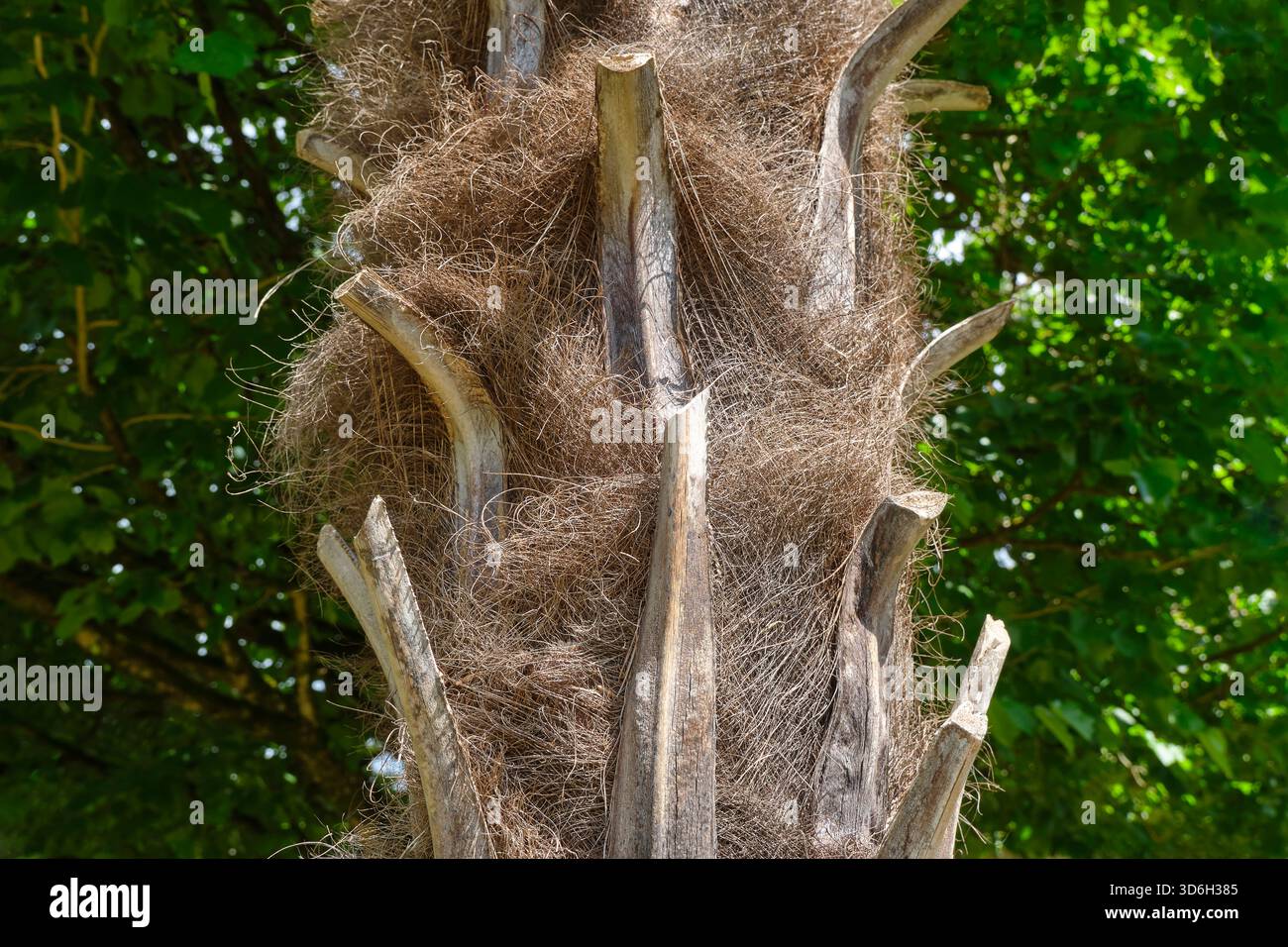 Primo piano della corteccia marrone pelosa di una palma con i resti di foglie antiche in scala nel villaggio di Cornac Lot Occitanie in Francia Foto Stock