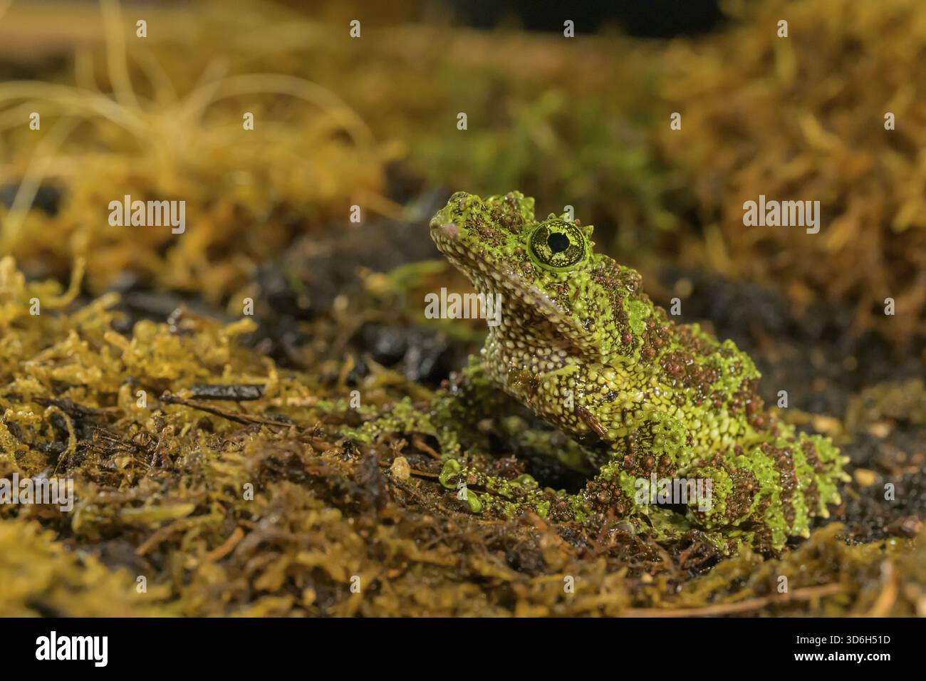 Theloderma corticale, esposizione, Italia Foto Stock