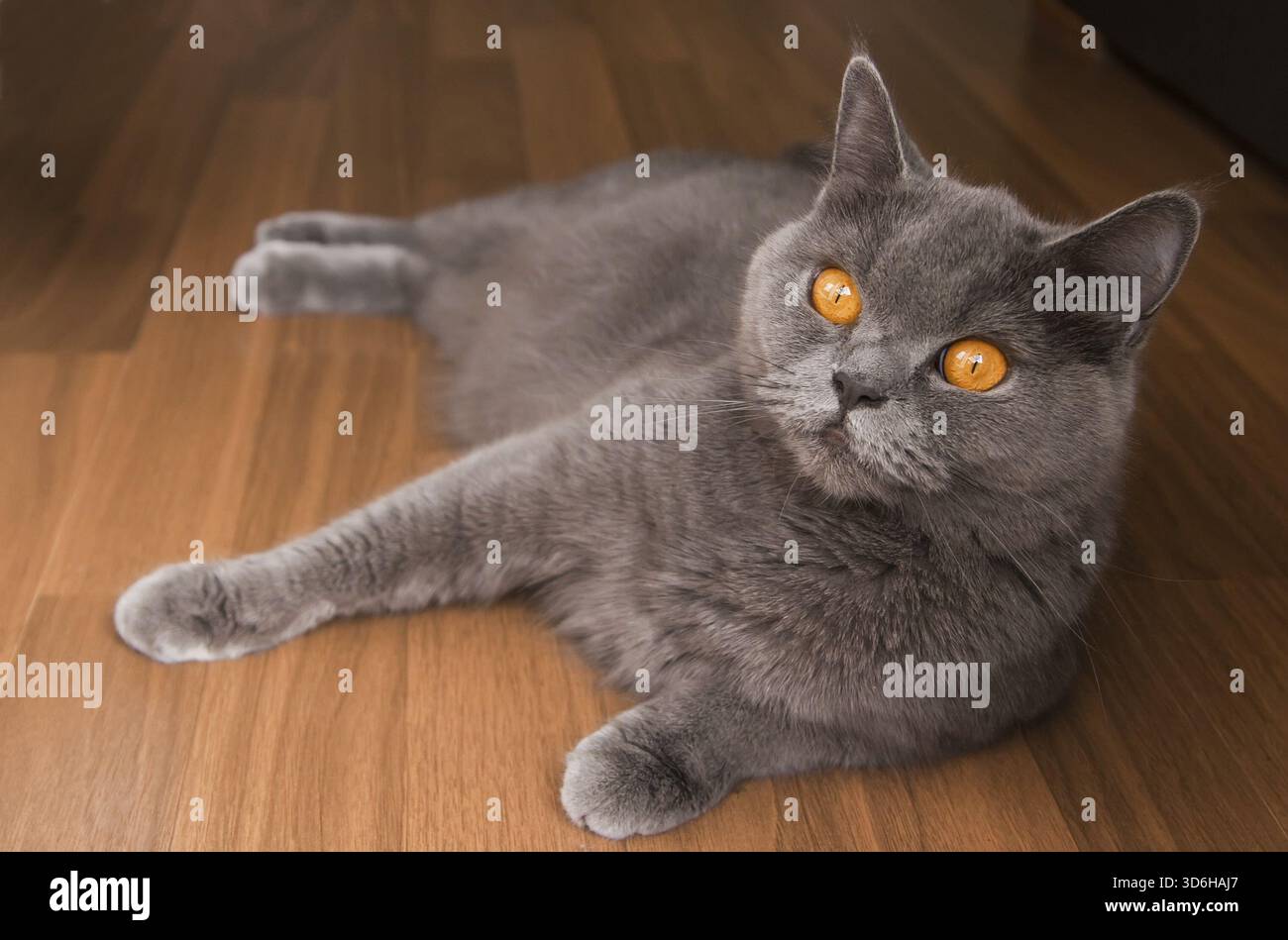 Bellissimo gatto inglese grigio con occhi arancioni Foto Stock