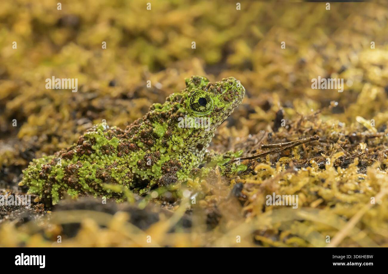Theloderma corticale, esposizione, Italia Foto Stock