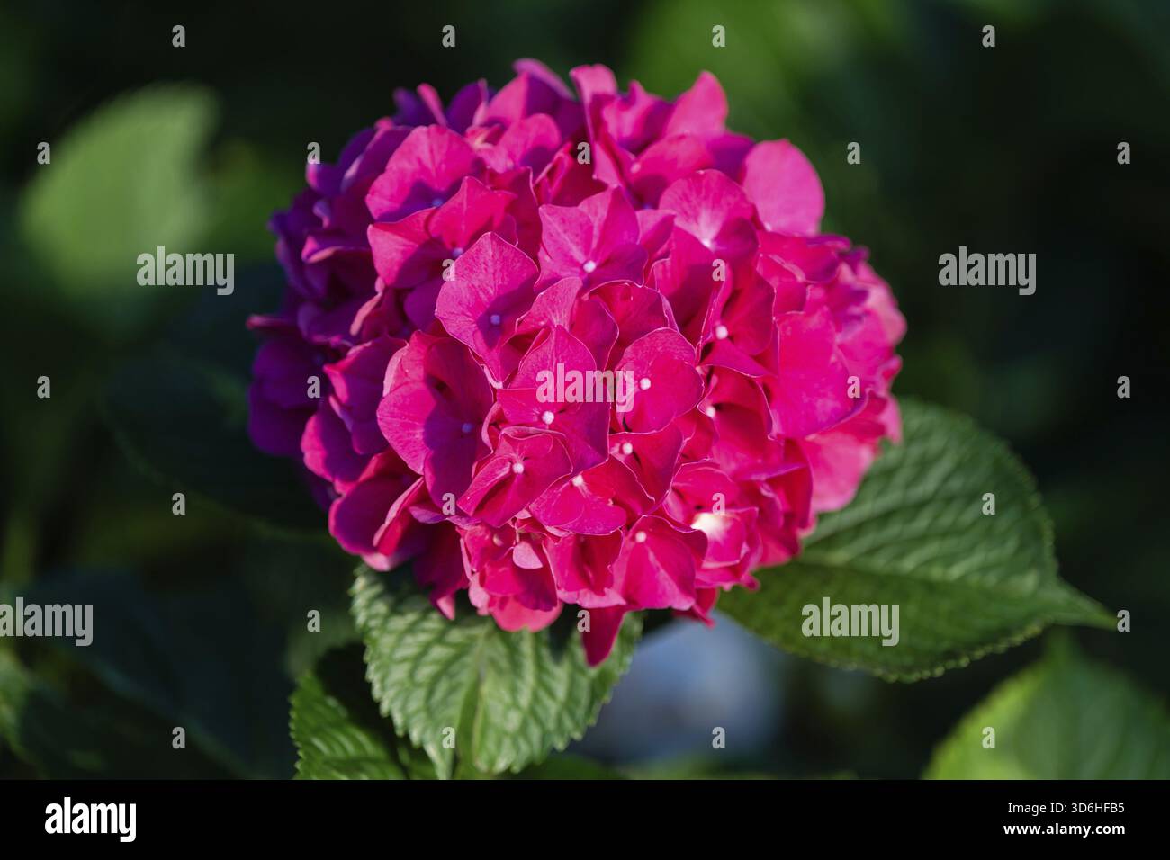 Fiore di ortensia rosa vibrante in piena fioritura, circondato da foglie di verde scuro. I petali luminosi creano un contrasto sorprendente, catturato dalla luce naturale del sole Foto Stock