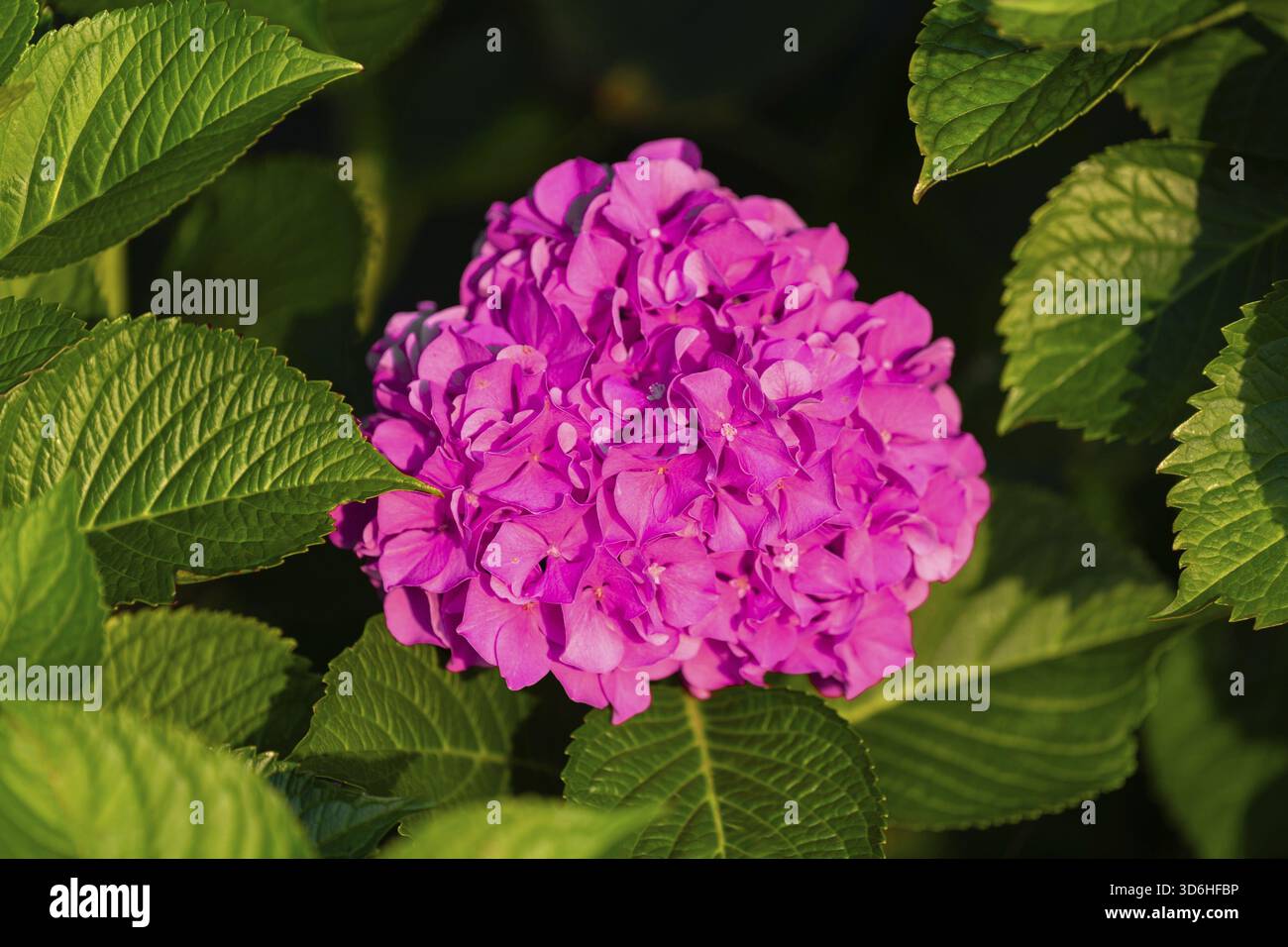 Primo piano di un vivace fiore di ortensia rosa in piena fioritura, circondato da ricche foglie verdi. La luce del sole esalta la bellezza naturale dei petali e del fol Foto Stock