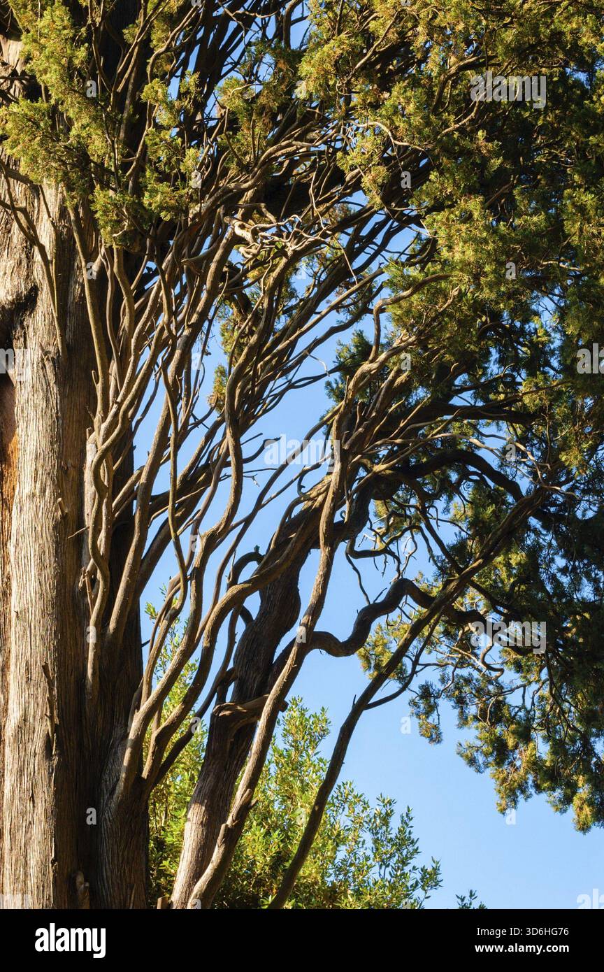 Pino occidentalis su sfondo blu del cielo, albero di juniperus Foto Stock